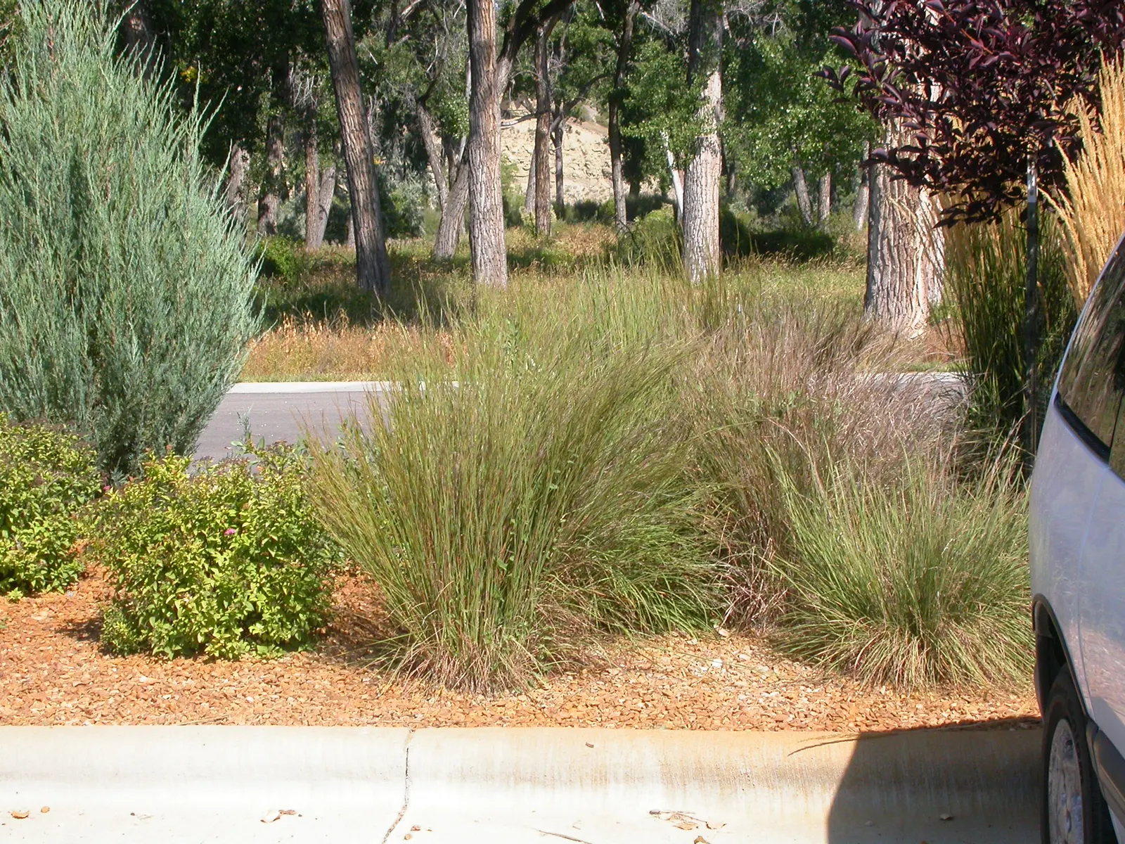 Little Bluestem (Schizachyrium Scoparium) — making it an eco-friendly option for xeriscaping.<br><br>With its upright clumping habit; little Bluestem serves as