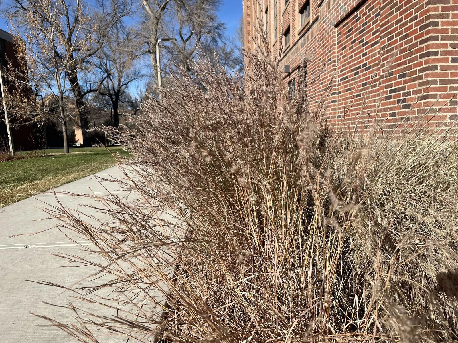 Little Bluestem (Schizachyrium Scoparium) — making it an eco-friendly option for xeriscaping.<br><br>With its upright clumping habit