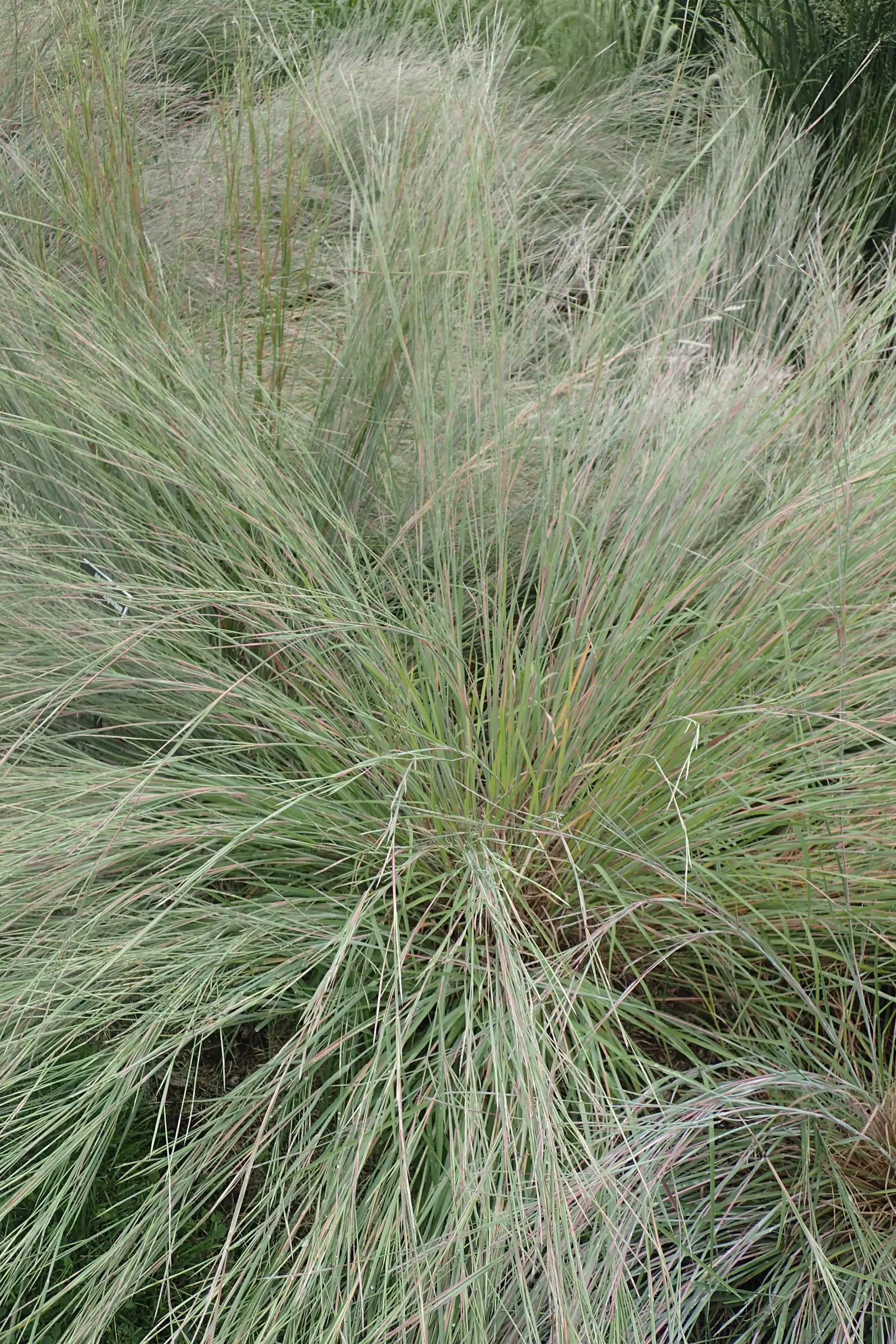 Little Bluestem (Schizachyrium Scoparium) — The Little Bluestem, Schizachyrium scoparium, is a North American native prairie grass; it thrives in USDA zones