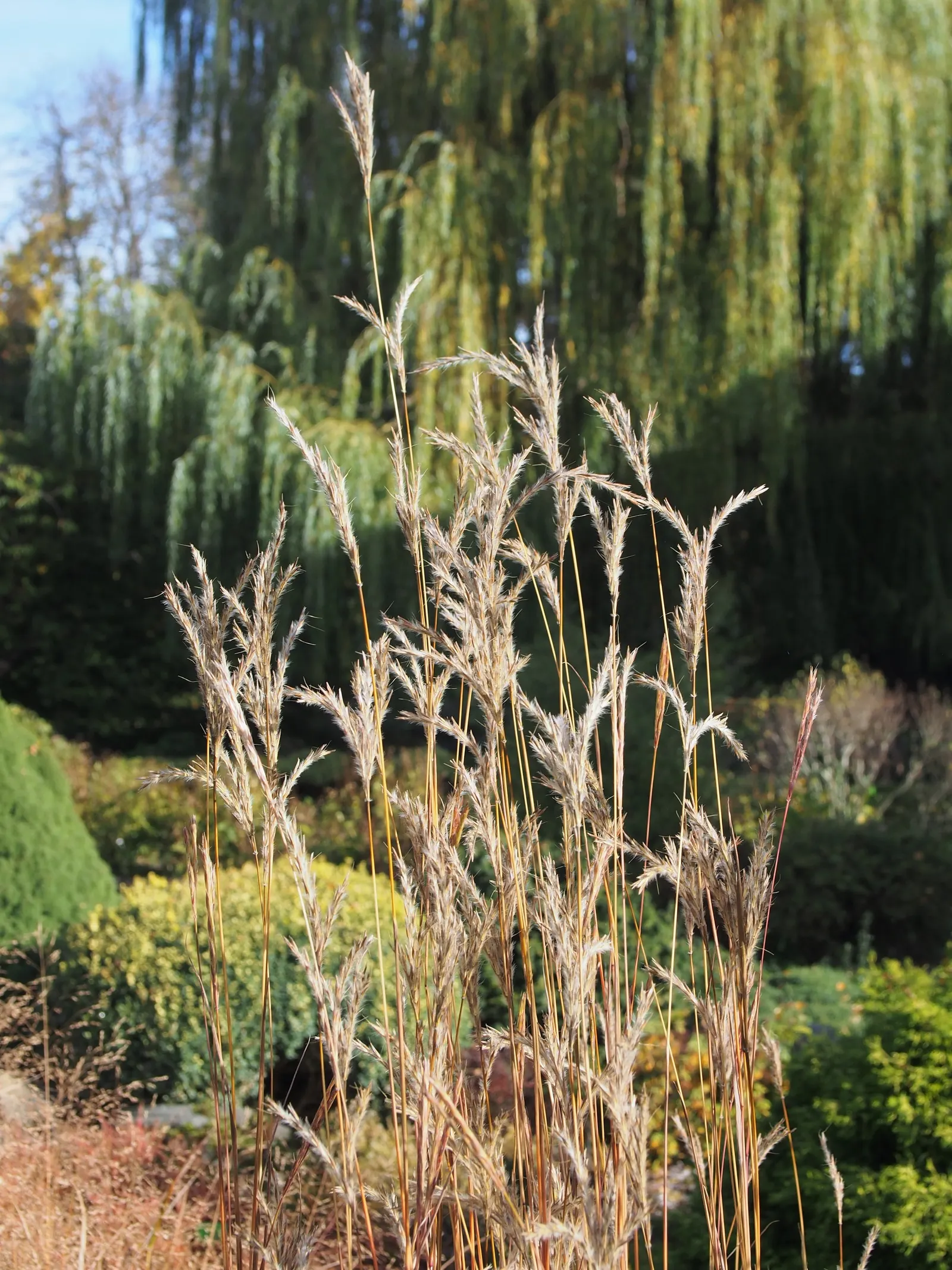 Little Bluestem (Schizachyrium Scoparium) — displaying striking blue-green foliage that transitions to a vibrant reddish-brown in fall; white, image 43