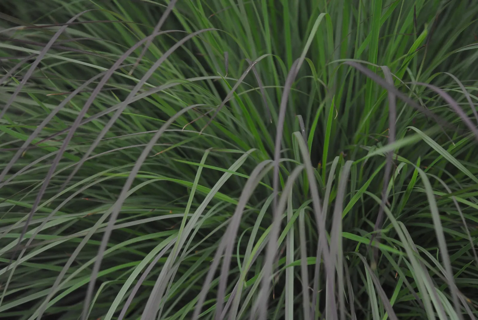 Little Bluestem (Schizachyrium Scoparium) — This warm-season perennial reaches 2 to 3 feet in height with a spread of approximately 18 to 24, image 49