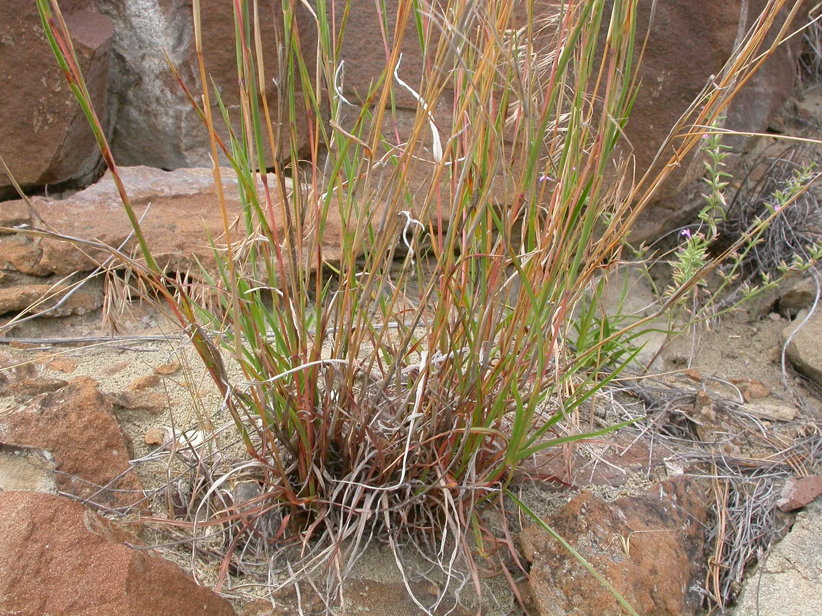 Little Bluestem (Schizachyrium Scoparium) — It is drought tolerant once established; is a versatile native North American prairie grass known for, image 53
