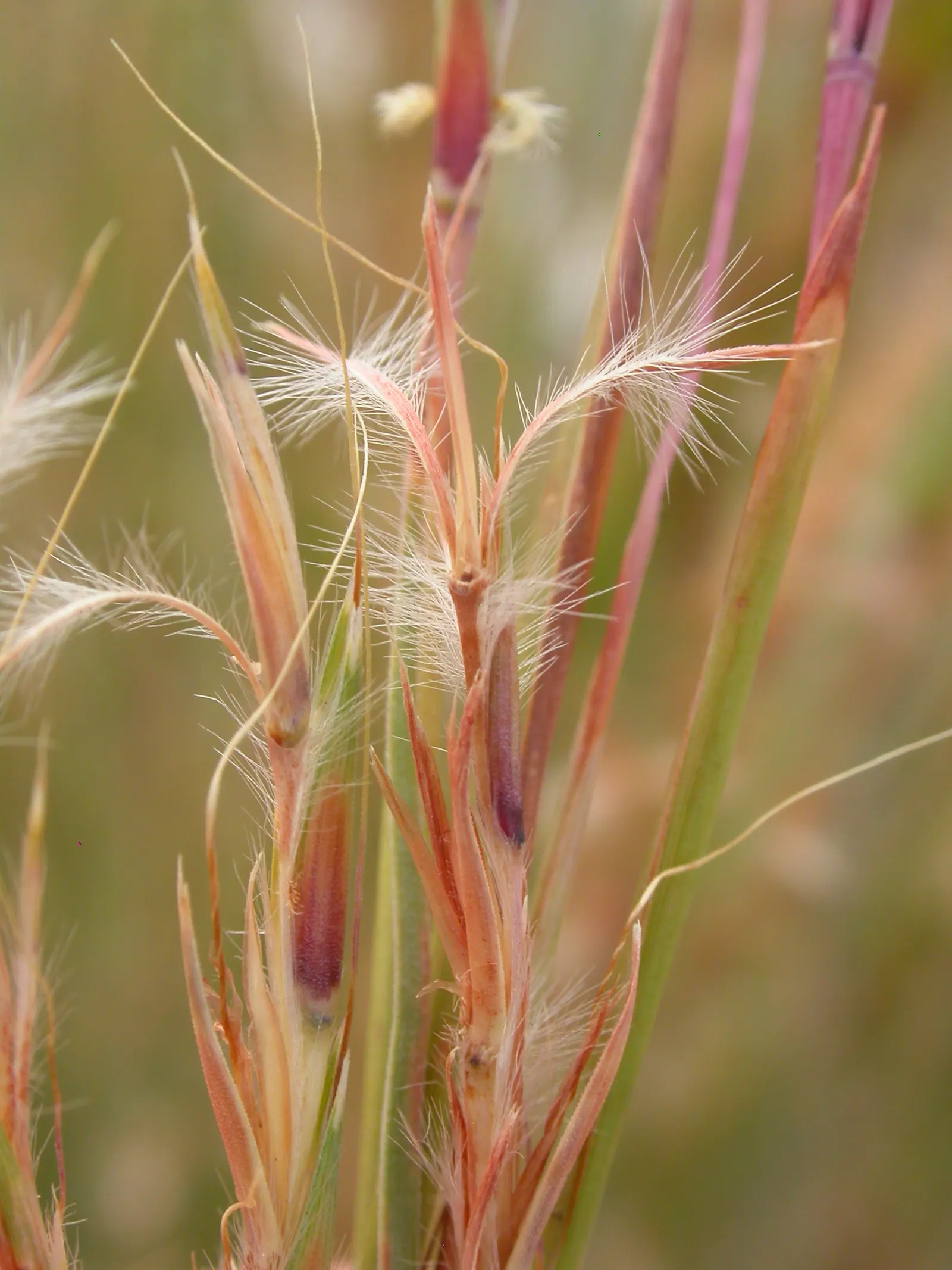Little Bluestem (Schizachyrium Scoparium) — offering habitat value and autumnal interest