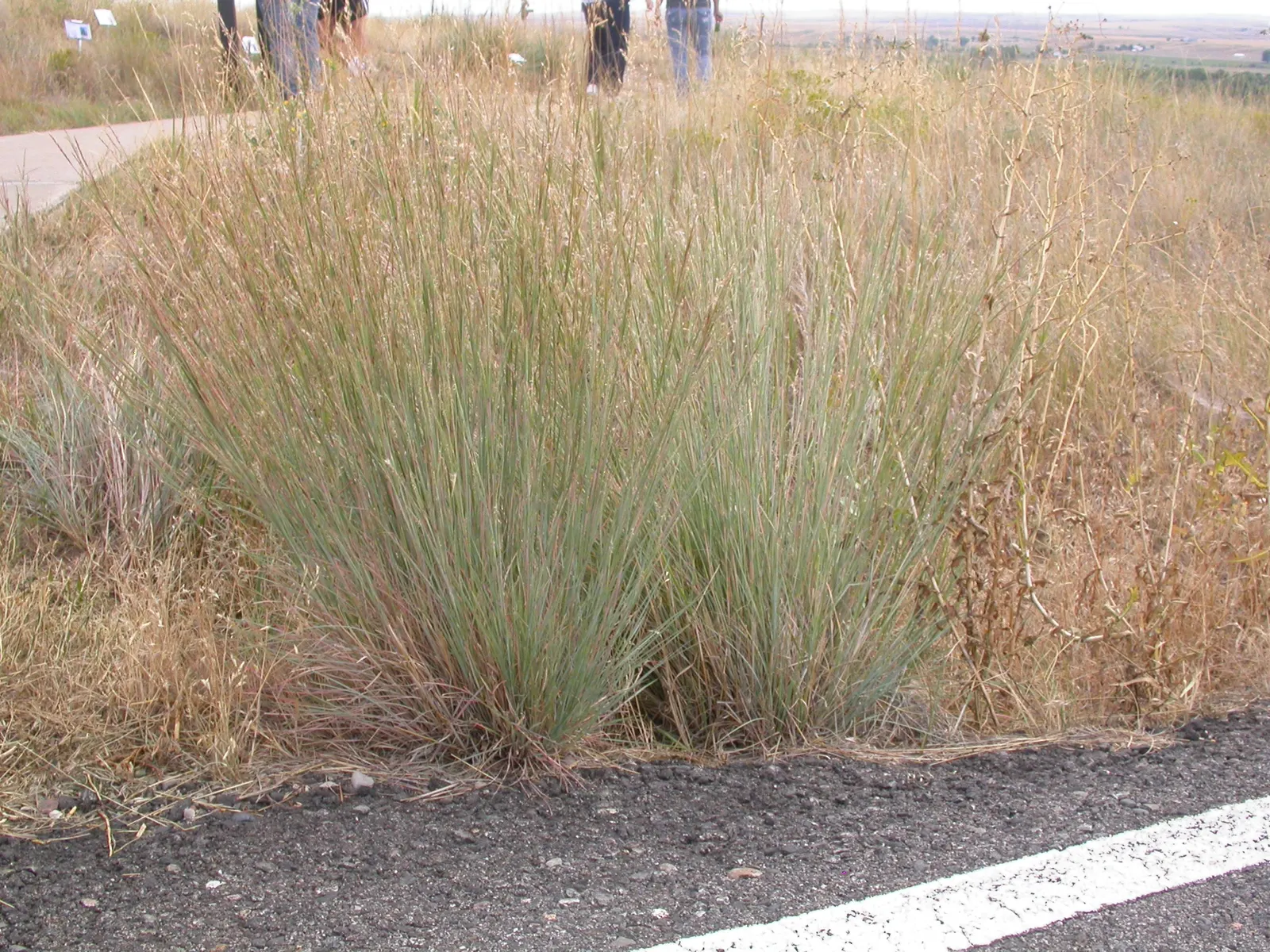 Little Bluestem (Schizachyrium Scoparium) — the grass takes on a lighter