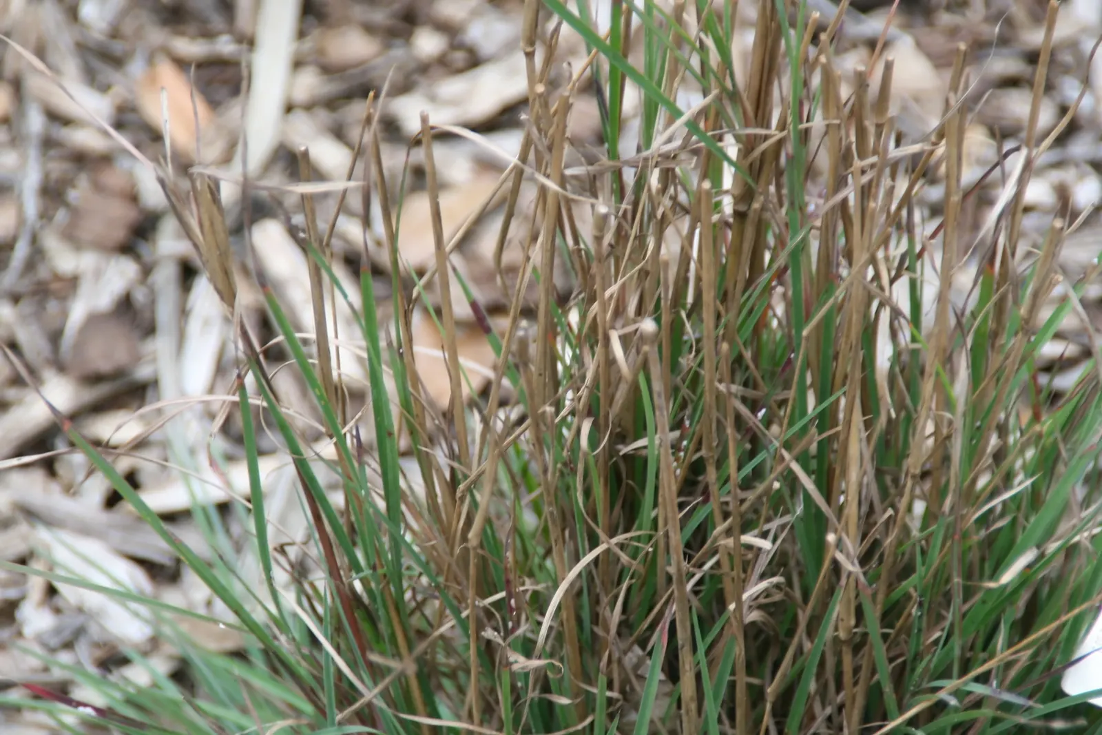 Little Bluestem (Schizachyrium Scoparium) — It thrives in USDA zones 3-9, preferring full sun and well-drained soils