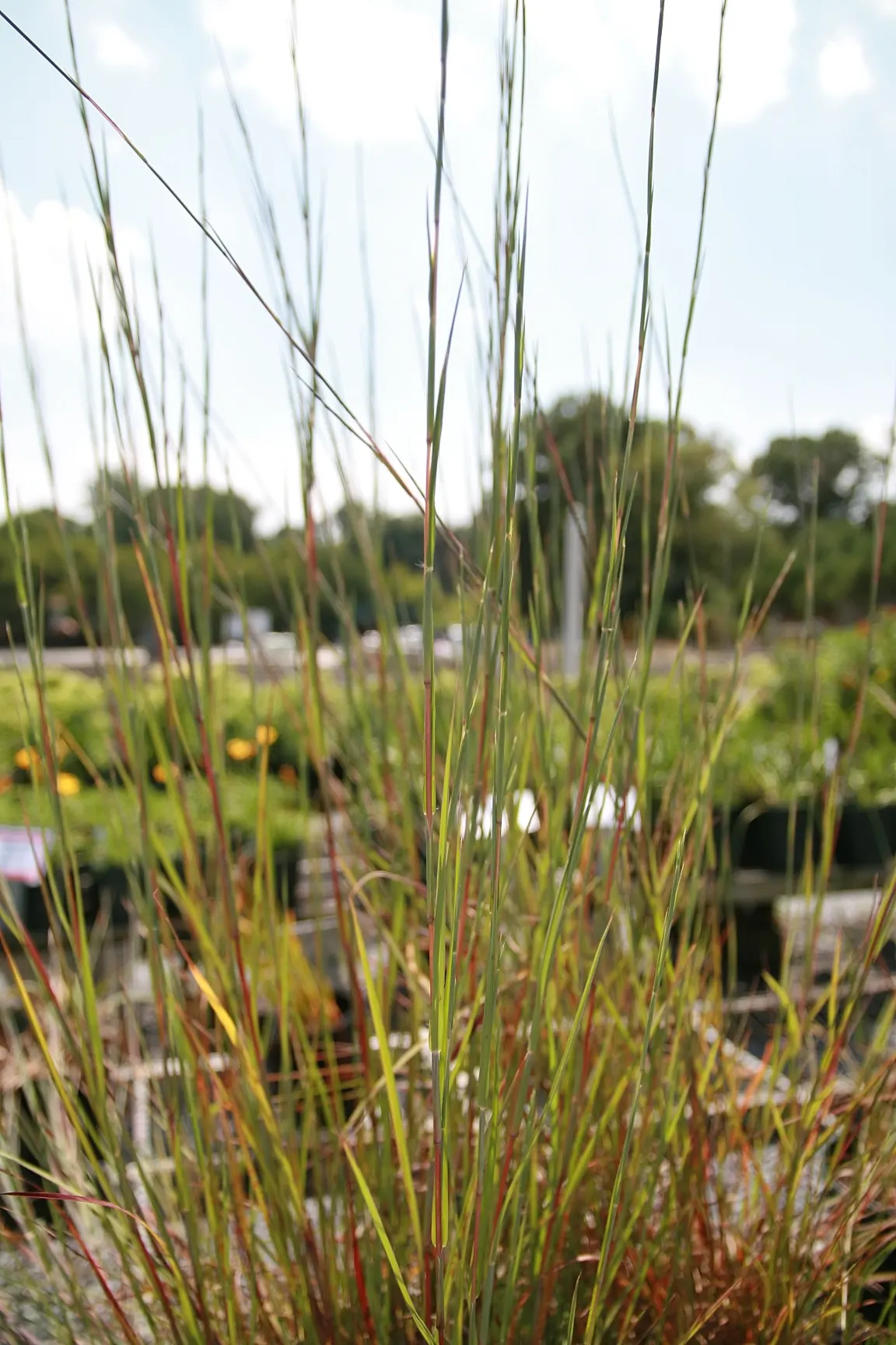 Little Bluestem (Schizachyrium Scoparium) — It thrives in USDA zones 3-9, preferring full sun and well-drained soils; with minimal water, image 64