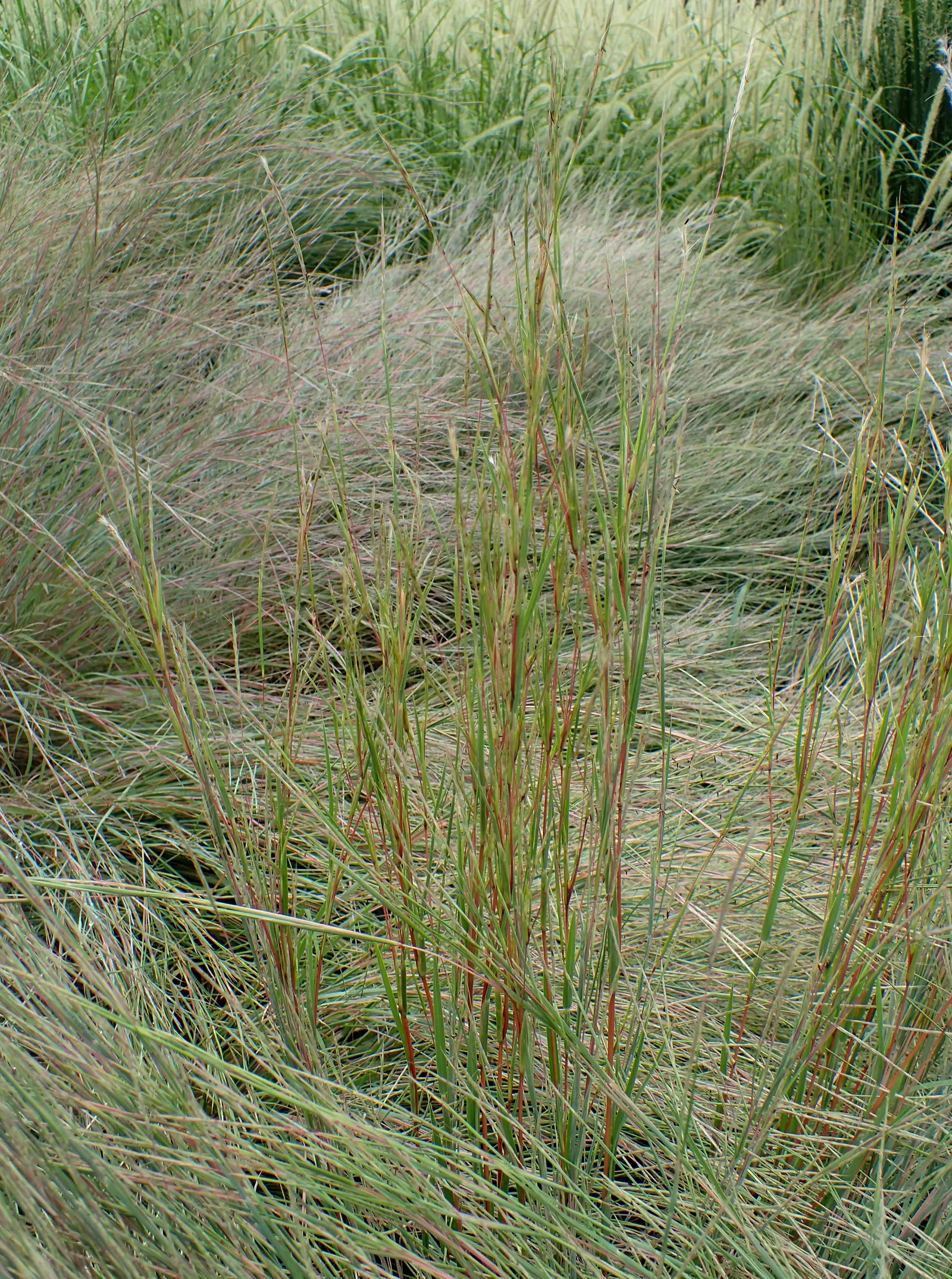 Little Bluestem (Schizachyrium Scoparium) — grass / perennial for full