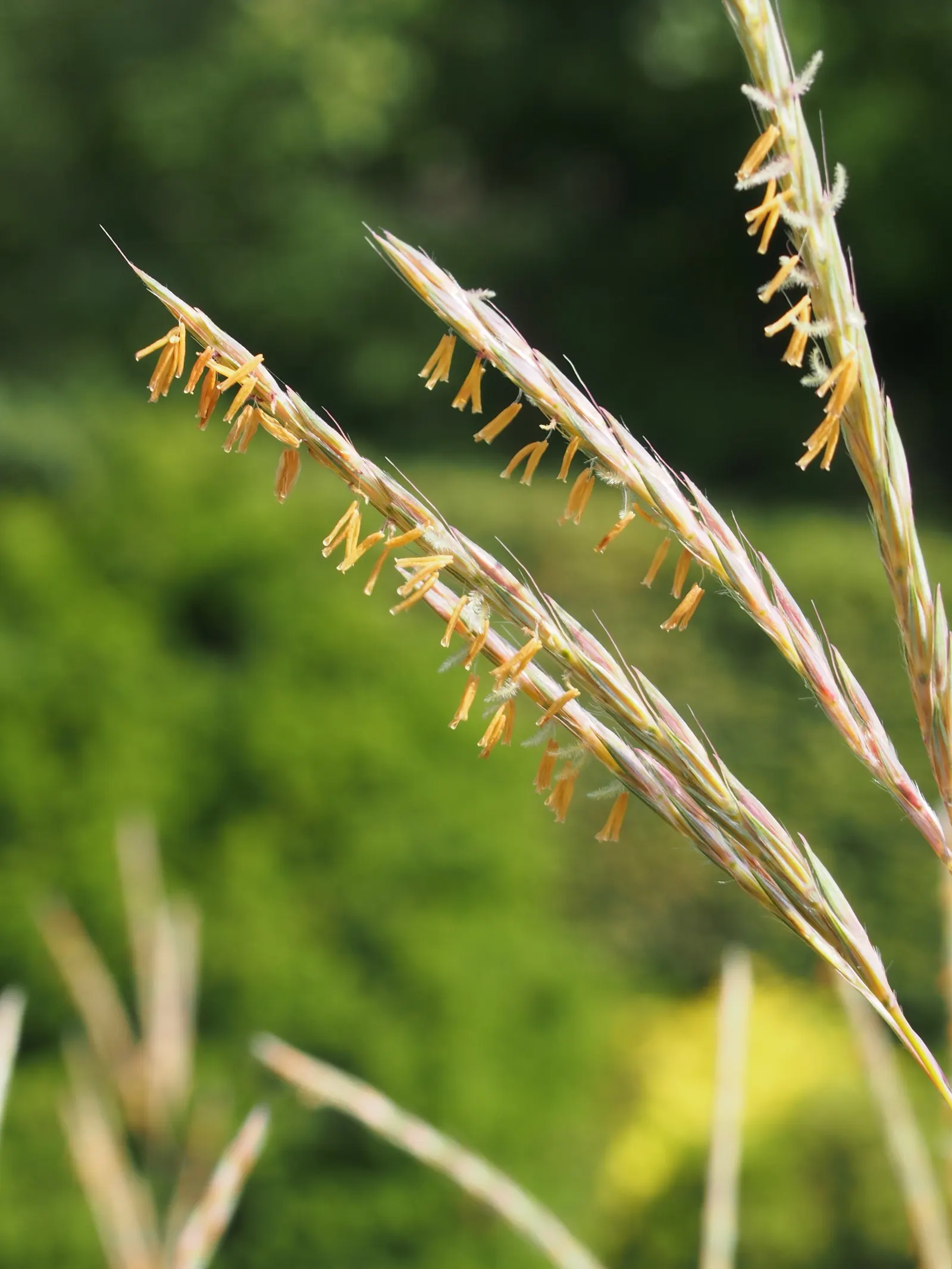 Little Bluestem (Schizachyrium Scoparium) — This perennial reaches 2-4 feet in height; the grass takes on a lighter, image 62