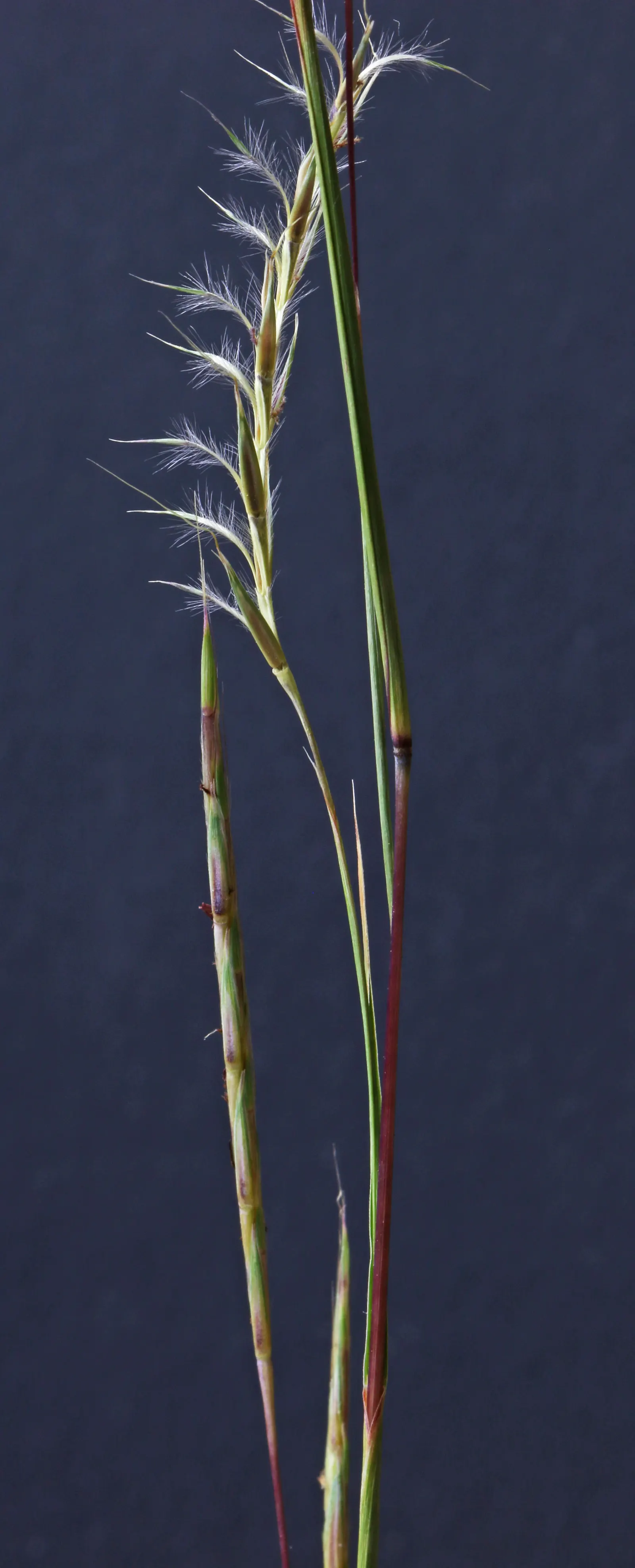 Little Bluestem (Schizachyrium Scoparium) — white flowers in the garden; displaying striking blue-green foliage that transitions to a vibrant, image 58