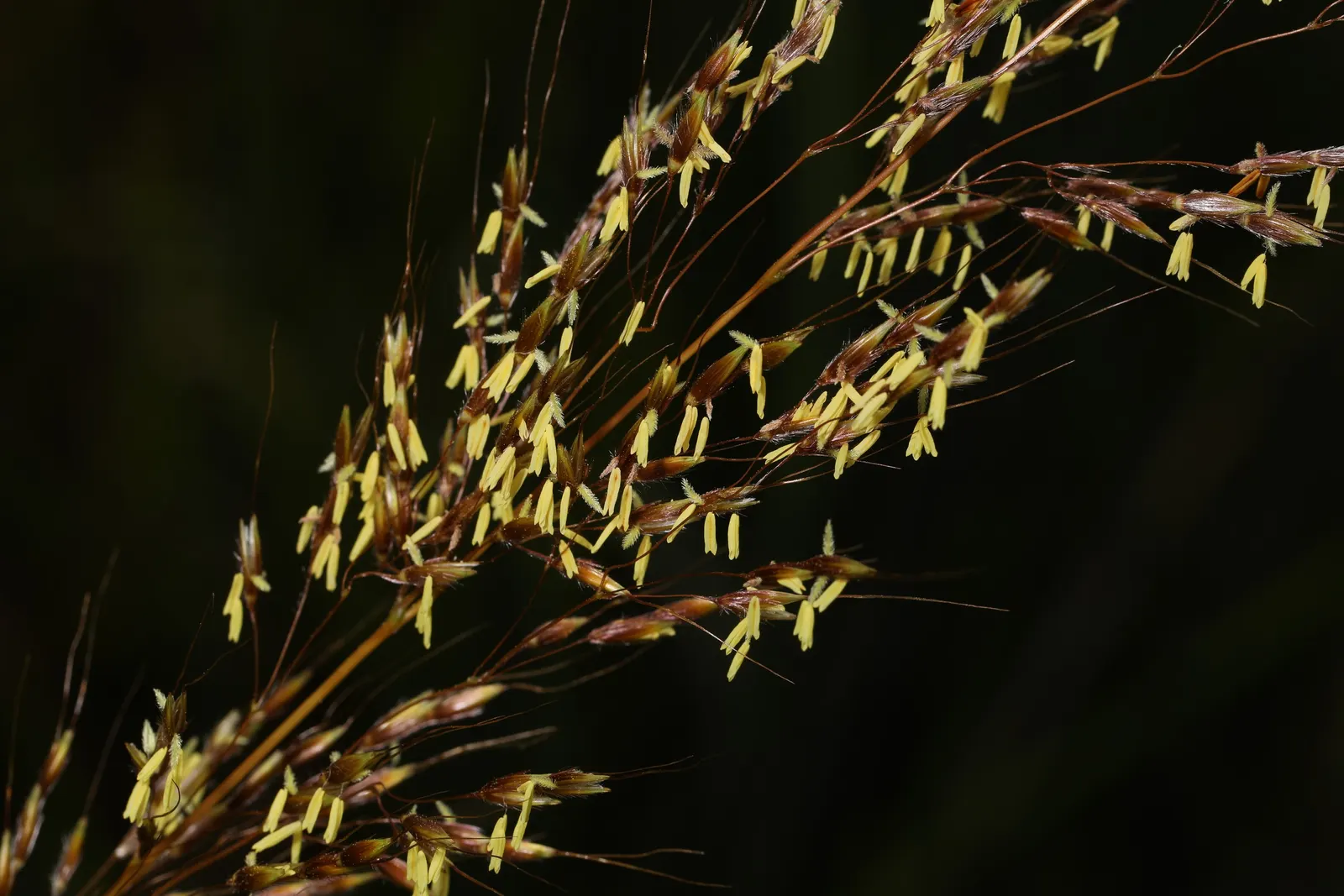 Little Bluestem (Schizachyrium Scoparium) — white flowers in the garden