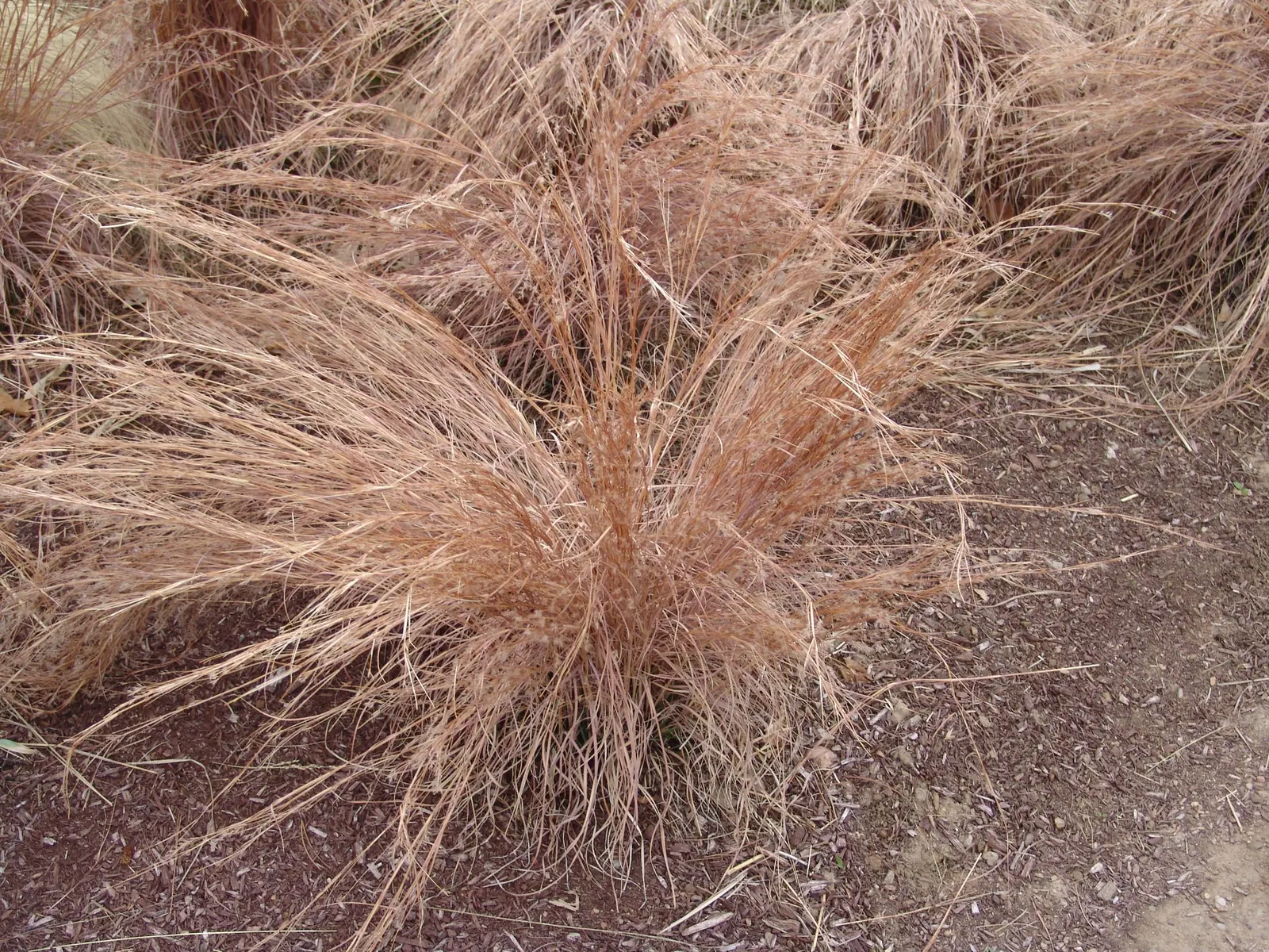 Little Bluestem (Schizachyrium Scoparium) — It thrives in USDA zones 3-9, preferring full sun and well-drained soils; with minimal water requirements and high