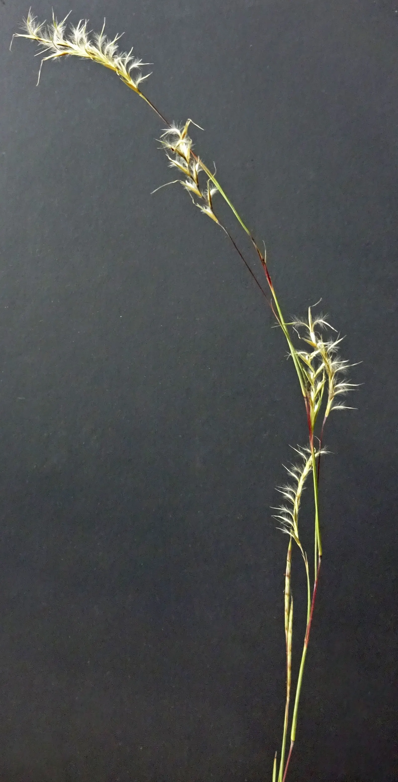 Little Bluestem (Schizachyrium Scoparium) — the grass takes on a lighter; making it an eco-friendly option for xeriscaping.<br><br>With its upright clumping