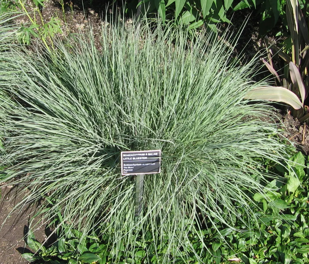 Little Bluestem (Schizachyrium Scoparium) — This perennial reaches 2-4 feet in height; the grass takes on a lighter
