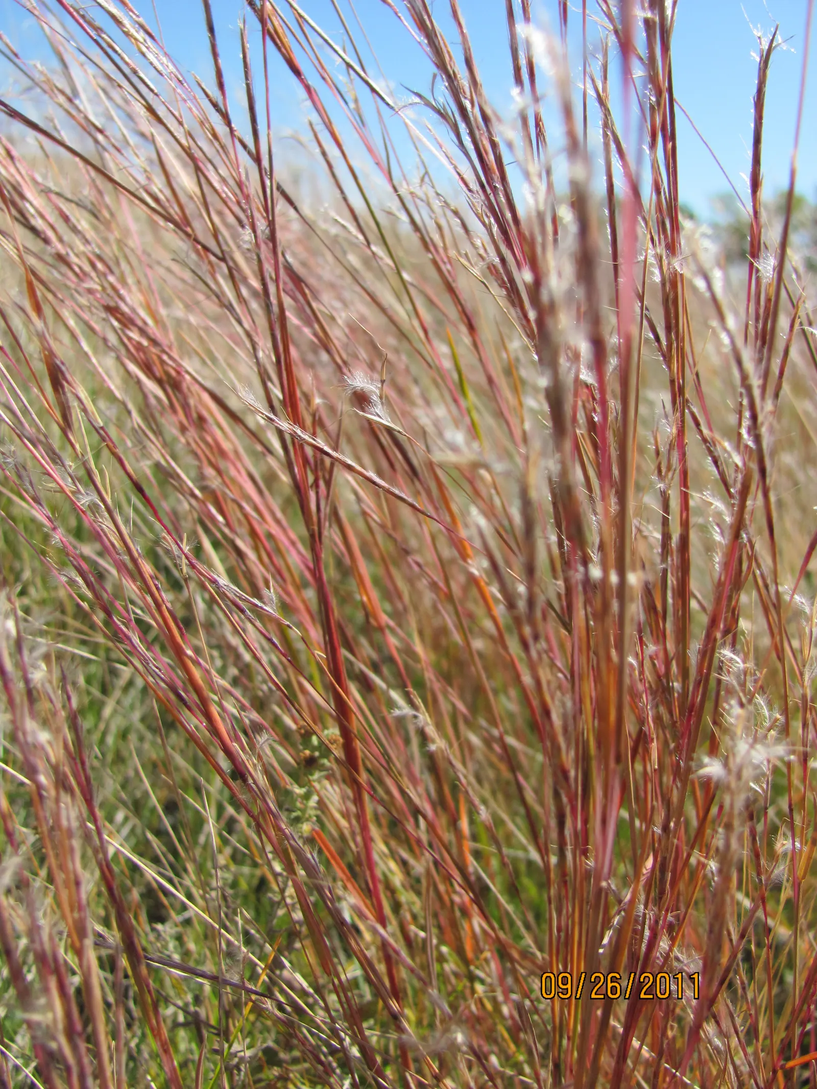 Little Bluestem (Schizachyrium Scoparium) — offering habitat value and autumnal interest; it's an excellent choice for sustainable designs