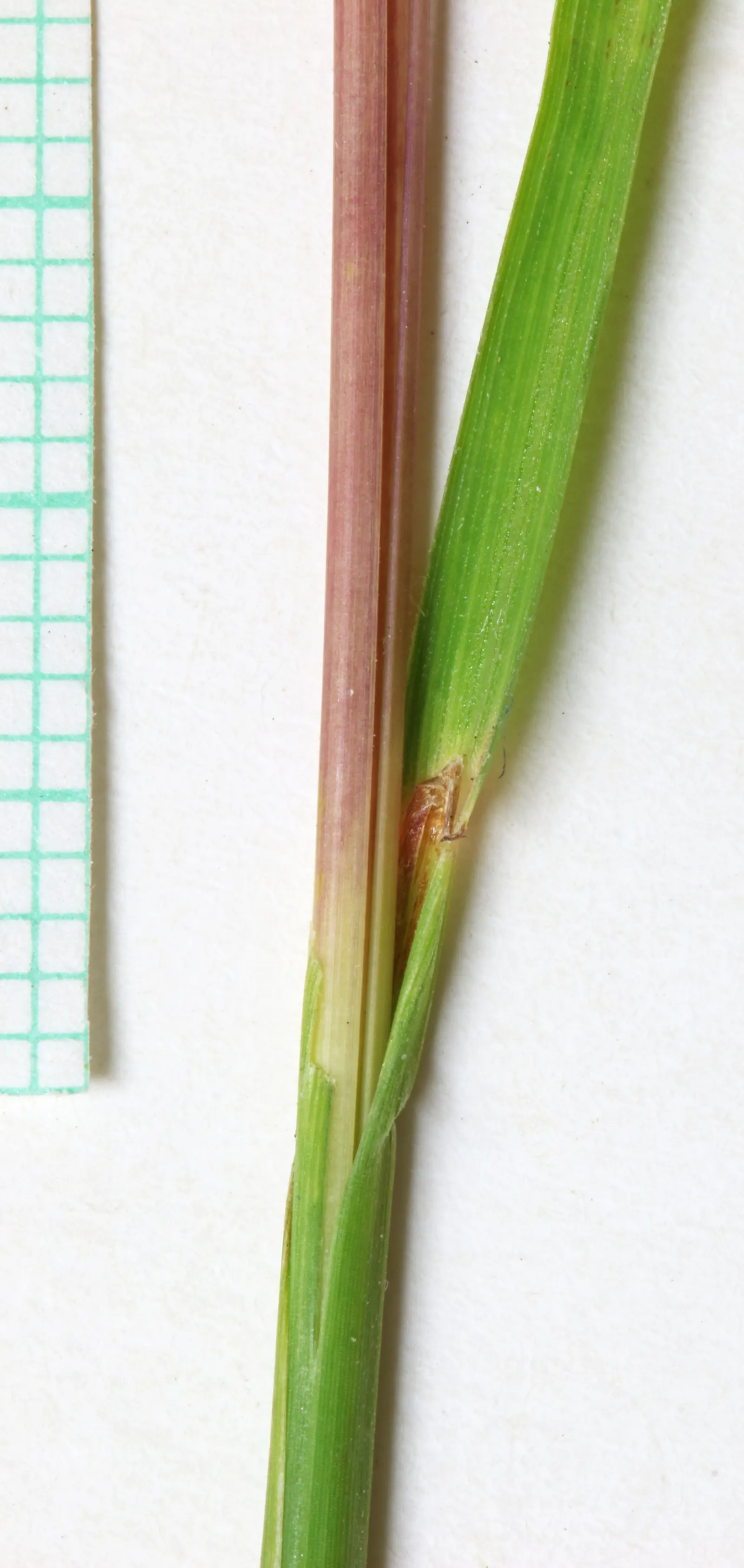 Little Bluestem (Schizachyrium Scoparium) — grass / perennial for full; the plant's deep root system helps with soil stabilization and erosion, image 60