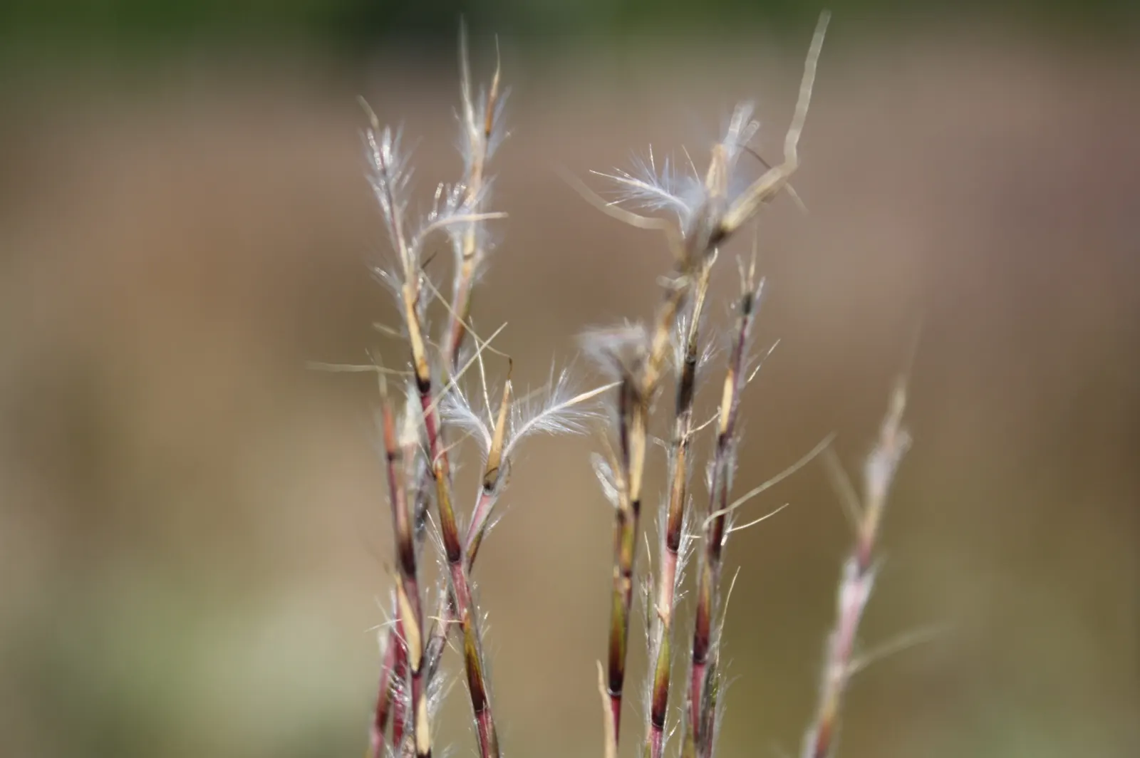 Little Bluestem (Schizachyrium Scoparium) — grass / perennial with white blooms; it shifts into a stunning display of oranges