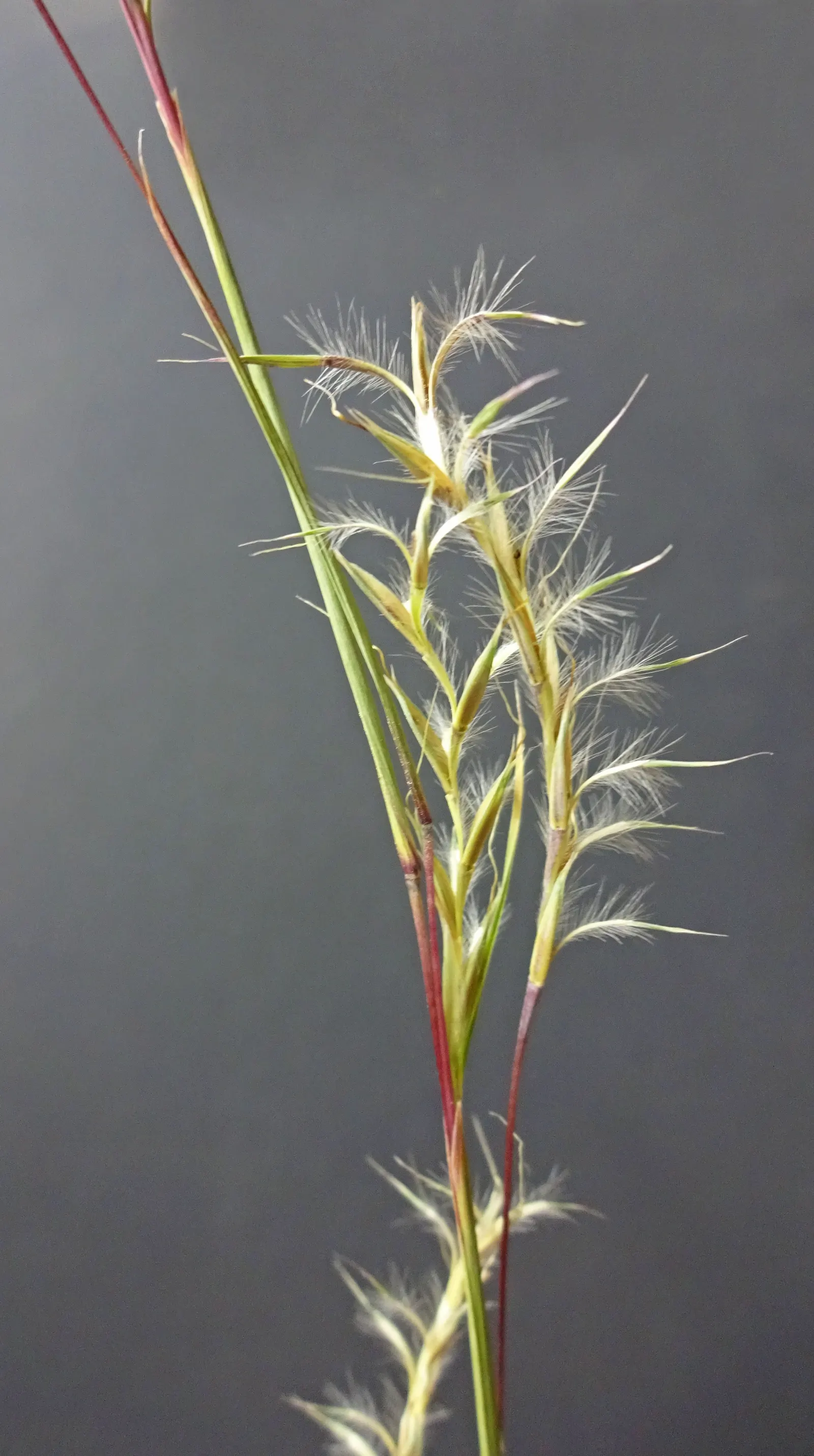 Little Bluestem (Schizachyrium Scoparium) — With minimal water requirements and high drought tolerance; although it prefers well-drained soils, image 45