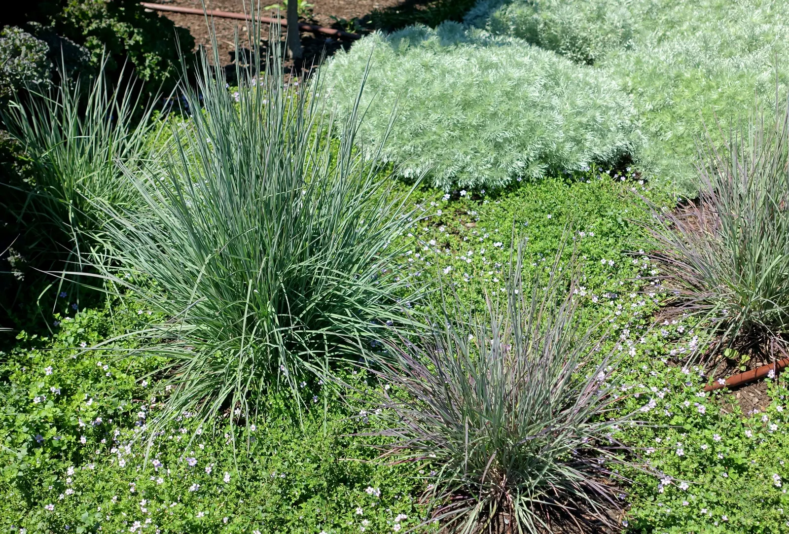 Little Bluestem (Schizachyrium Scoparium) — Little Bluestem serves as an excellent choice for mass plantings; this perennial reaches 2-4 feet in, image 55