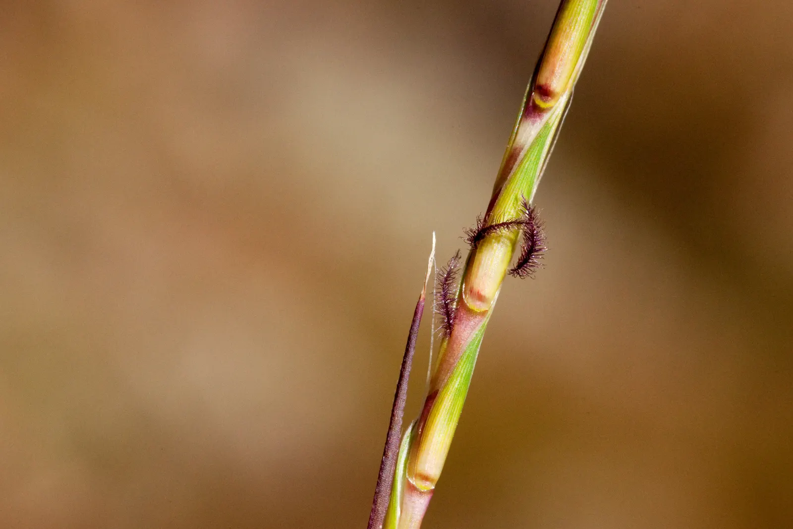 Little Bluestem (Schizachyrium Scoparium) — The Little Bluestem, Schizachyrium scoparium, is a North American native prairie grass; it thrives in, image 61