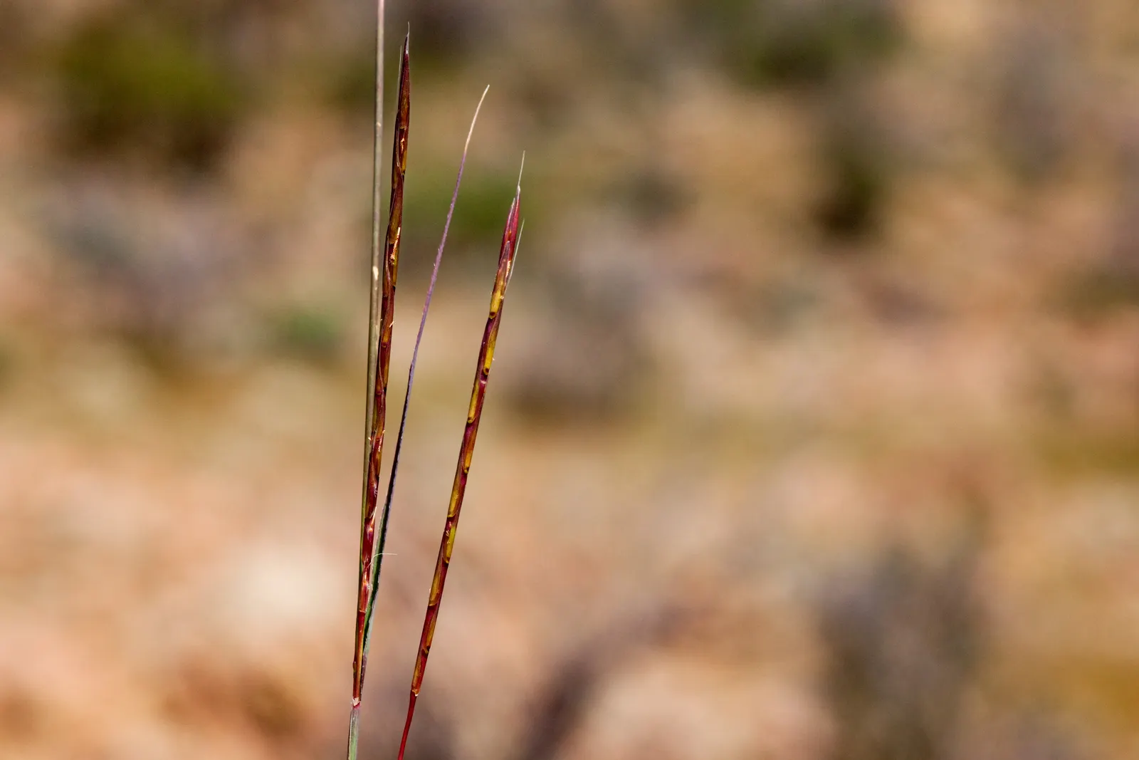Little Bluestem (Schizachyrium Scoparium) — although it prefers well-drained soils
