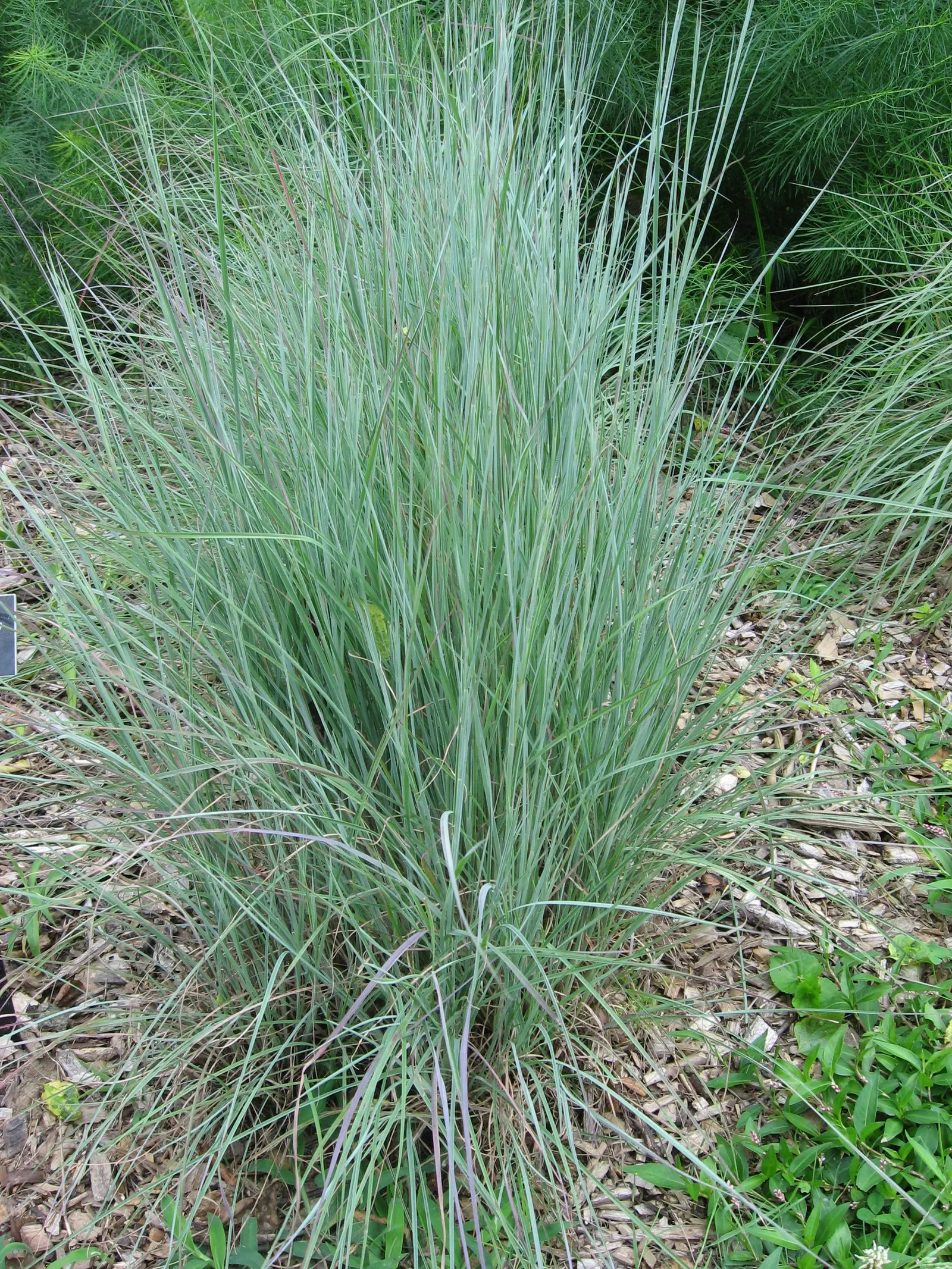 Little Bluestem (Schizachyrium Scoparium) — With minimal water requirements and high drought tolerance; although it prefers well-drained soils