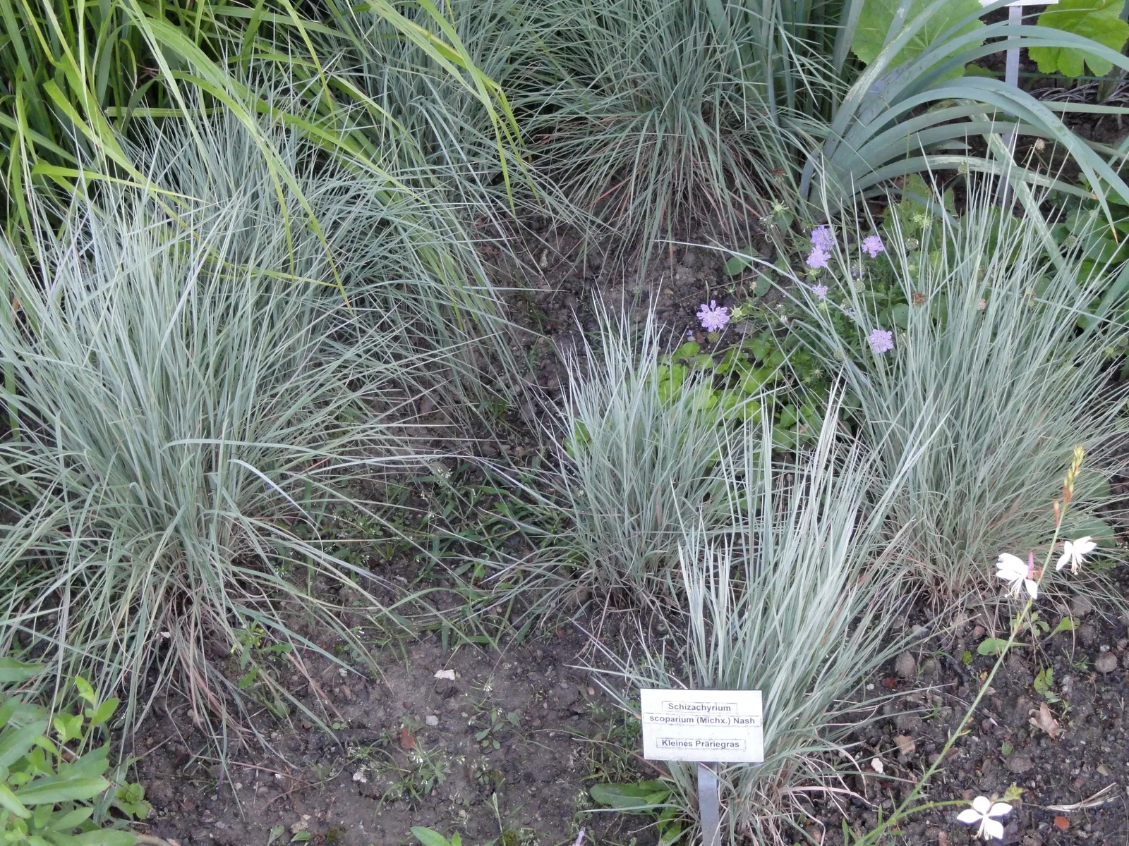 Little Bluestem (Schizachyrium Scoparium) — The Little Bluestem, Schizachyrium scoparium, is a North American native prairie grass