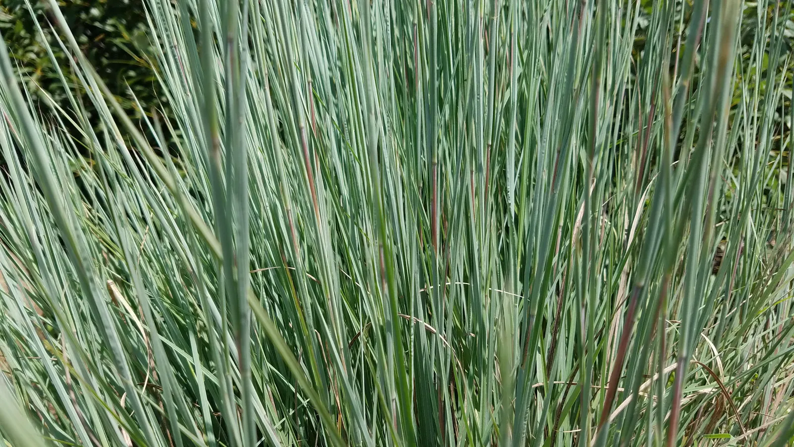 Little Bluestem (Schizachyrium Scoparium) — white flowers in the garden; displaying striking blue-green foliage that transitions to a vibrant reddish-brown in