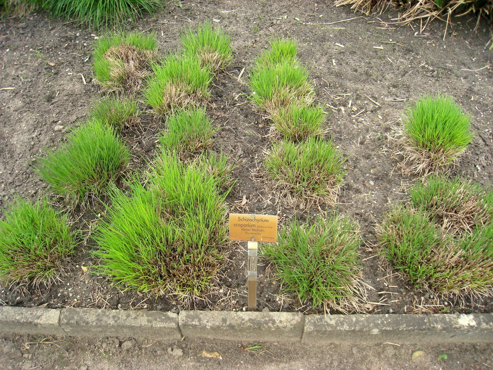 Little Bluestem (Schizachyrium Scoparium) — Additionally, its seed heads attract birds, providing ecological benefits; this warm-season perennial reaches 2 to