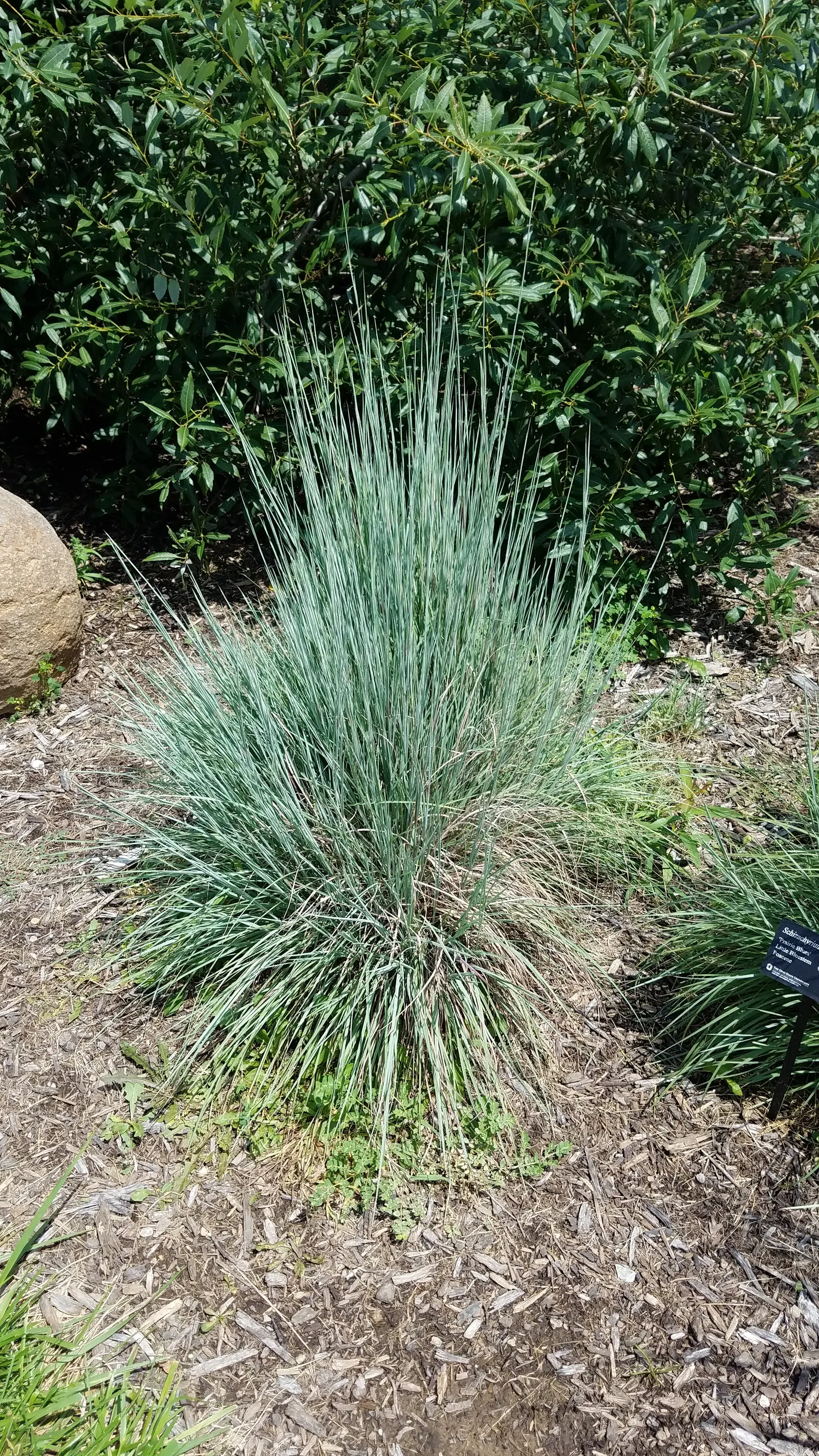Little Bluestem (Schizachyrium Scoparium) — The Little Bluestem, Schizachyrium scoparium, is a North American native prairie grass; it thrives in, image 41