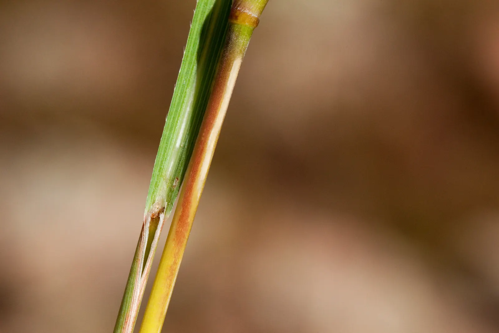 Little Bluestem (Schizachyrium Scoparium) — although it prefers well-drained soils; the Little Bluestem, Schizachyrium scoparium, is a North American native