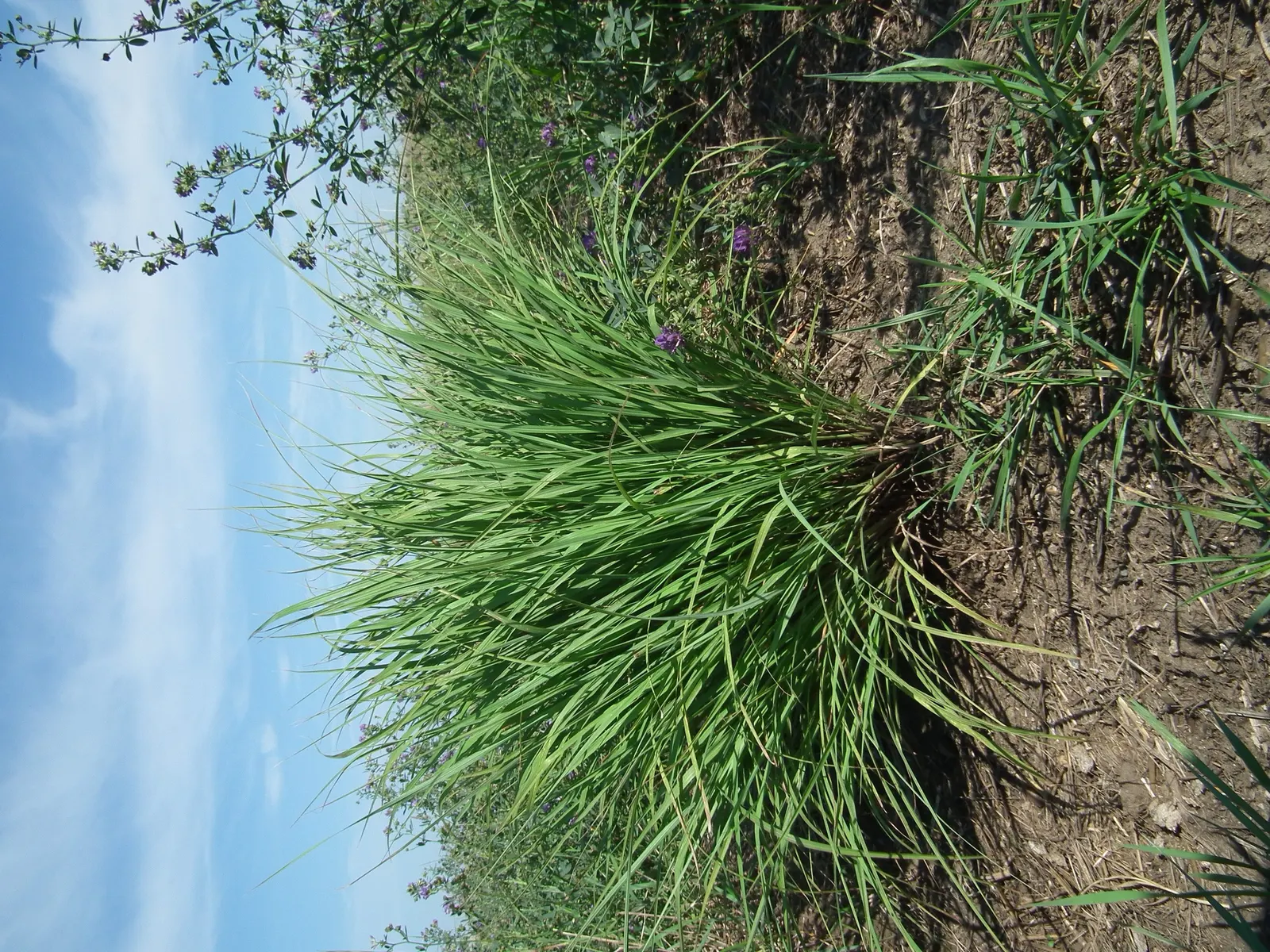 Little Bluestem (Schizachyrium Scoparium) — Additionally, its seed heads attract birds, providing ecological benefits; this warm-season perennial, image 56