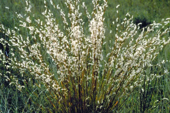 Little Bluestem (Schizachyrium Scoparium) — the grass takes on a lighter; making it an eco-friendly option for xeriscaping.<br><br>With its upright, image 51