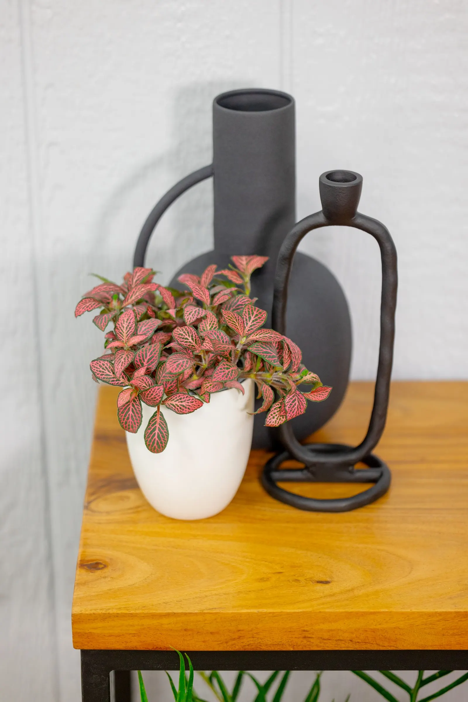 Nightly™ Nerve Plant (Fittonia albivenis) — Nightly™ Nerve Plant from Proven Winners® grows about 4-8 inches tall with a softly spreading, spiller habit