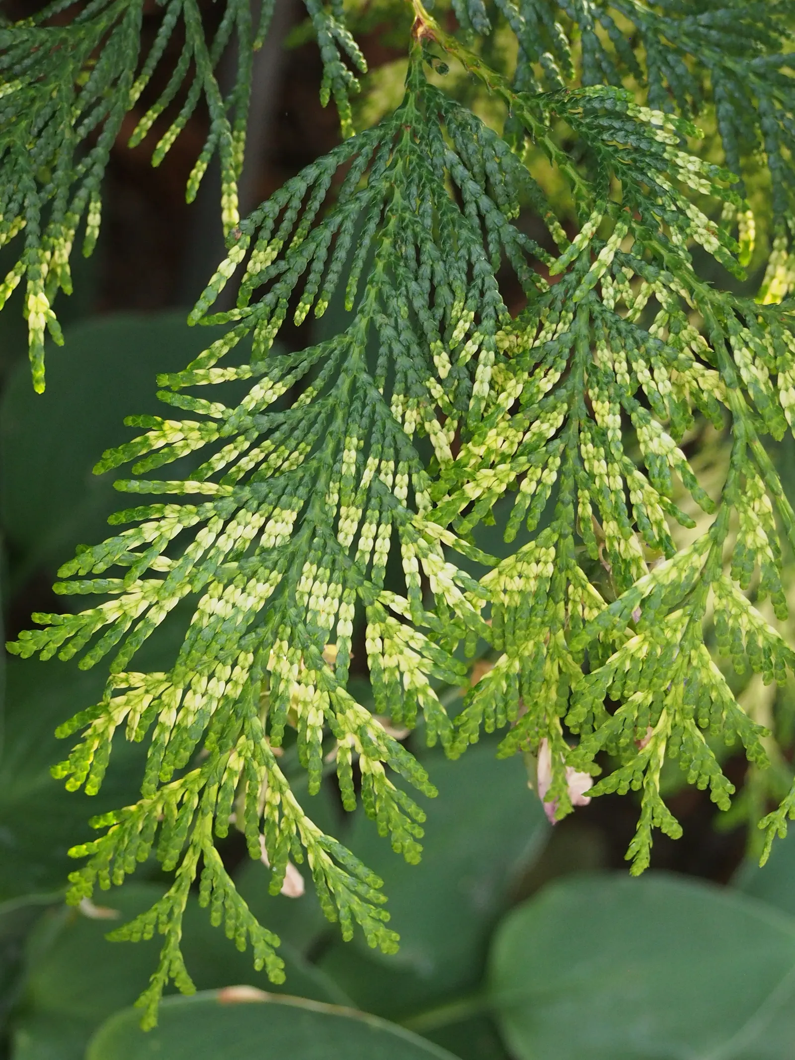 Golden Western Red Cedar (Thuja Plicata 'Zebrina') — presents a captivating visual addition to any landscape with its striking foliage and considerable stature