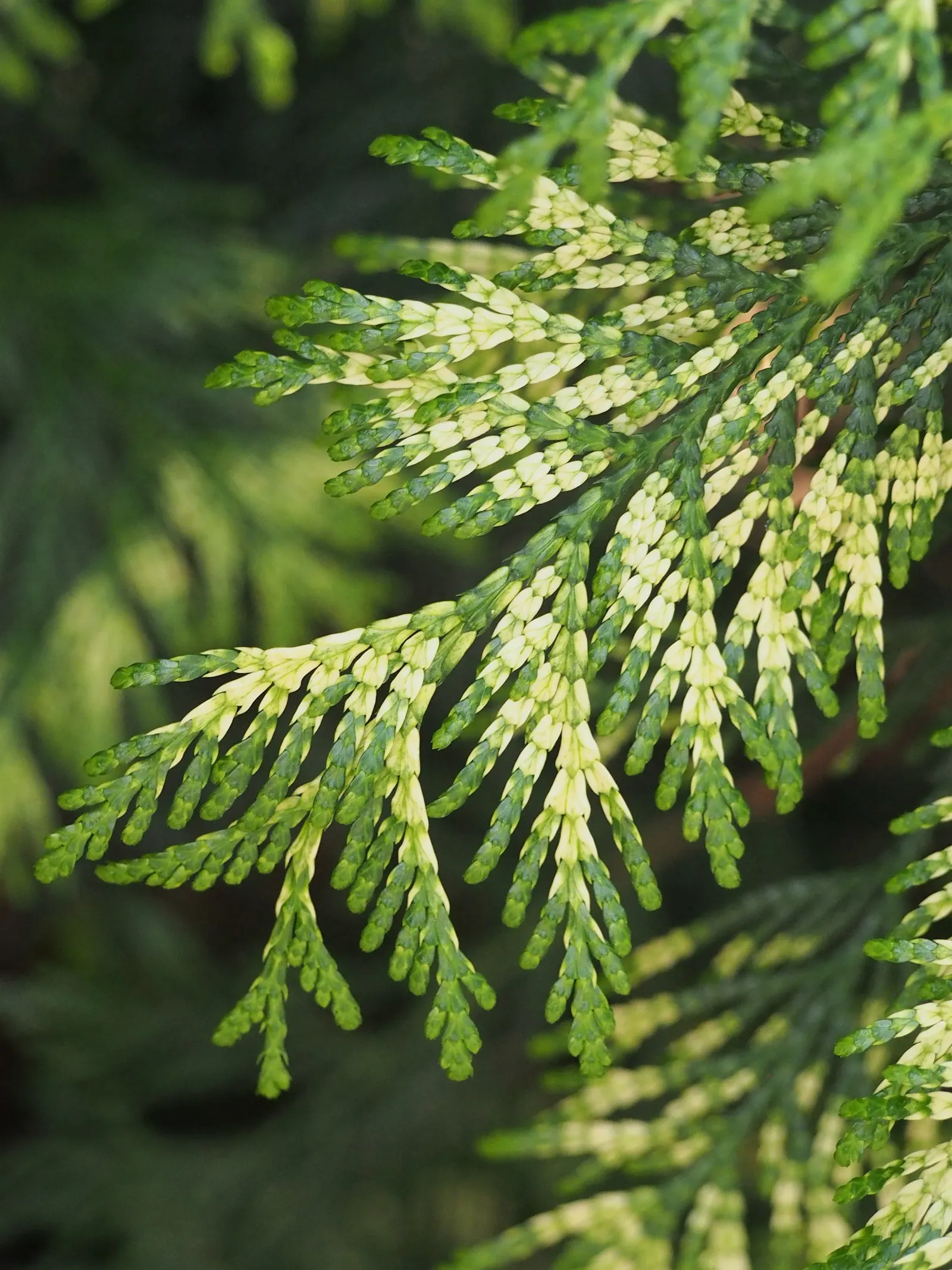 Golden Western Red Cedar (Thuja Plicata 'Zebrina') — This variegation becomes most vivid in the presence of full sun to partial shade