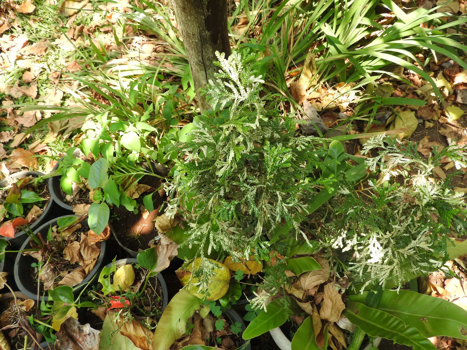 Golden Western Red Cedar (Thuja Plicata 'Zebrina') — Hardy in USDA zones 5-7, it prefers moist, well-drained soils