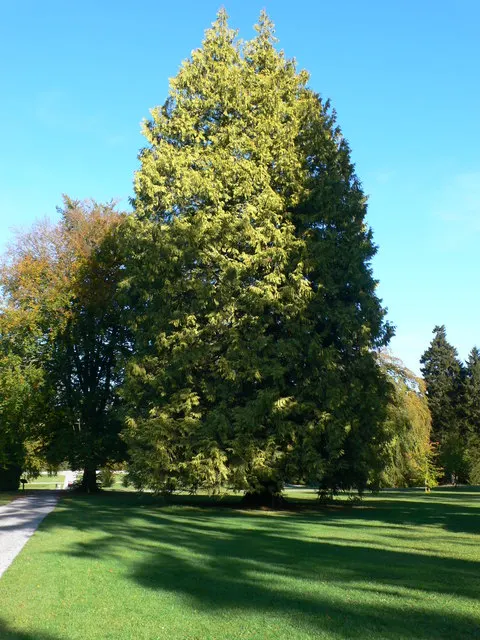 Golden Western Red Cedar (Thuja Plicata 'Zebrina') — providing continual interest in the garden