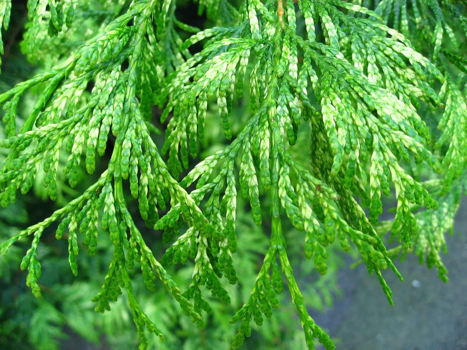 Golden Western Red Cedar (Thuja Plicata 'Zebrina') — is a striking conifer with horizontally banded