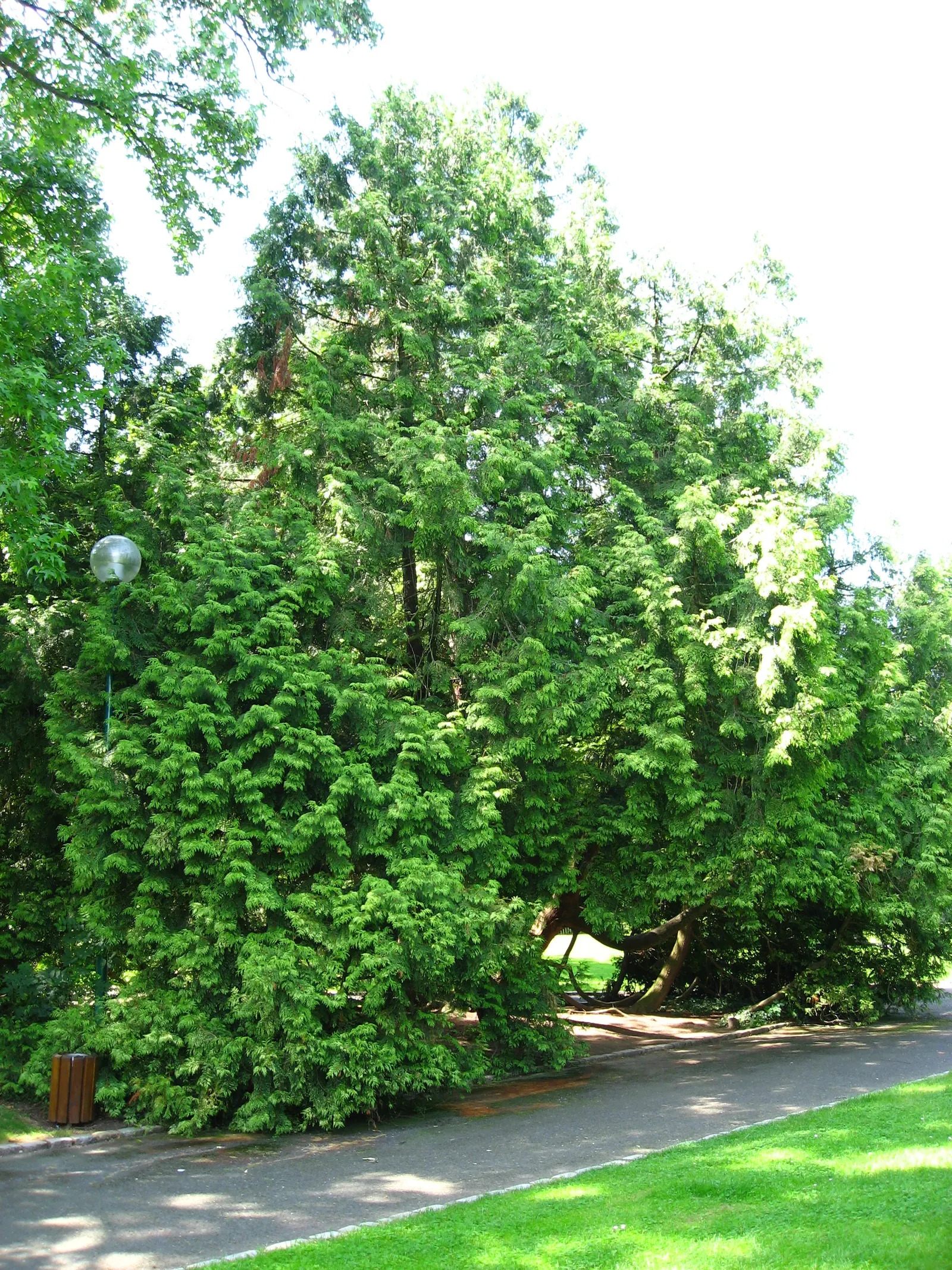 Golden Western Red Cedar (Thuja Plicata 'Zebrina') — Growing to an average height of 10-15 feet with a 3-5-foot spread, it forms an upright pyramidal shape