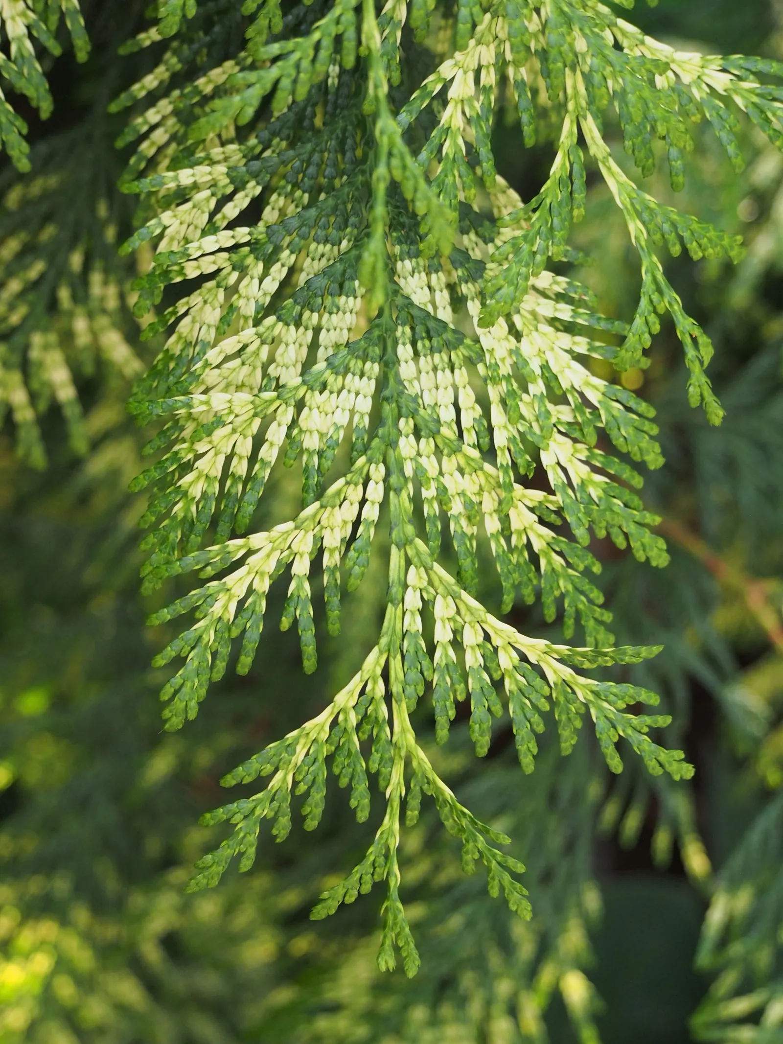 Golden Western Red Cedar (Thuja Plicata 'Zebrina') — scientifically designated as Thuja plicata 'Zebrina'