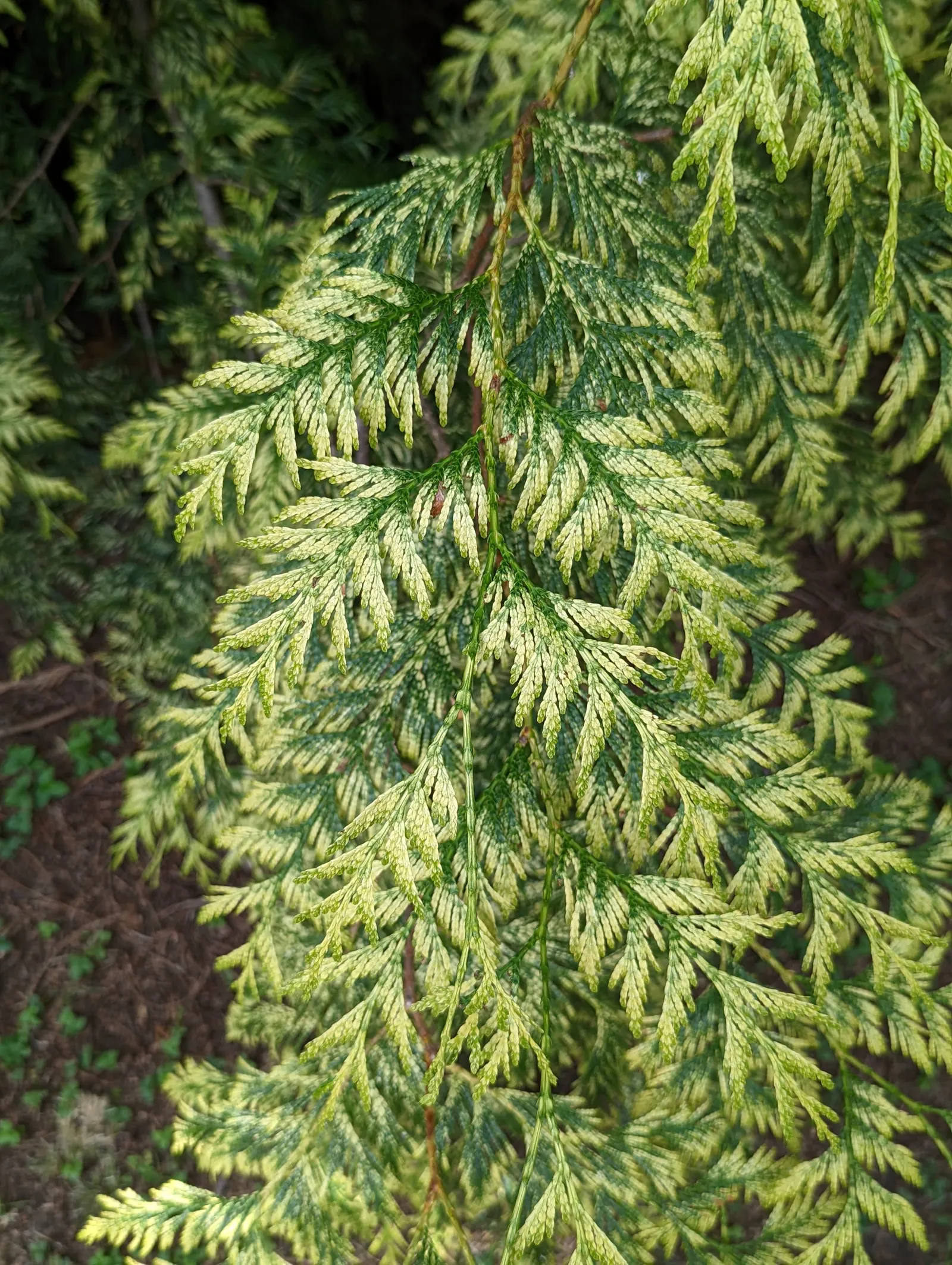 Golden Western Red Cedar (Thuja Plicata 'Zebrina') — yellow-green foliage that shines in full sun