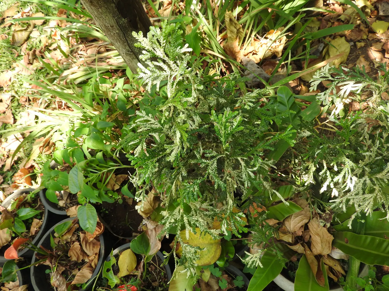 Golden Western Red Cedar (Thuja Plicata 'Zebrina') — A cultivar of Western Red Cedar