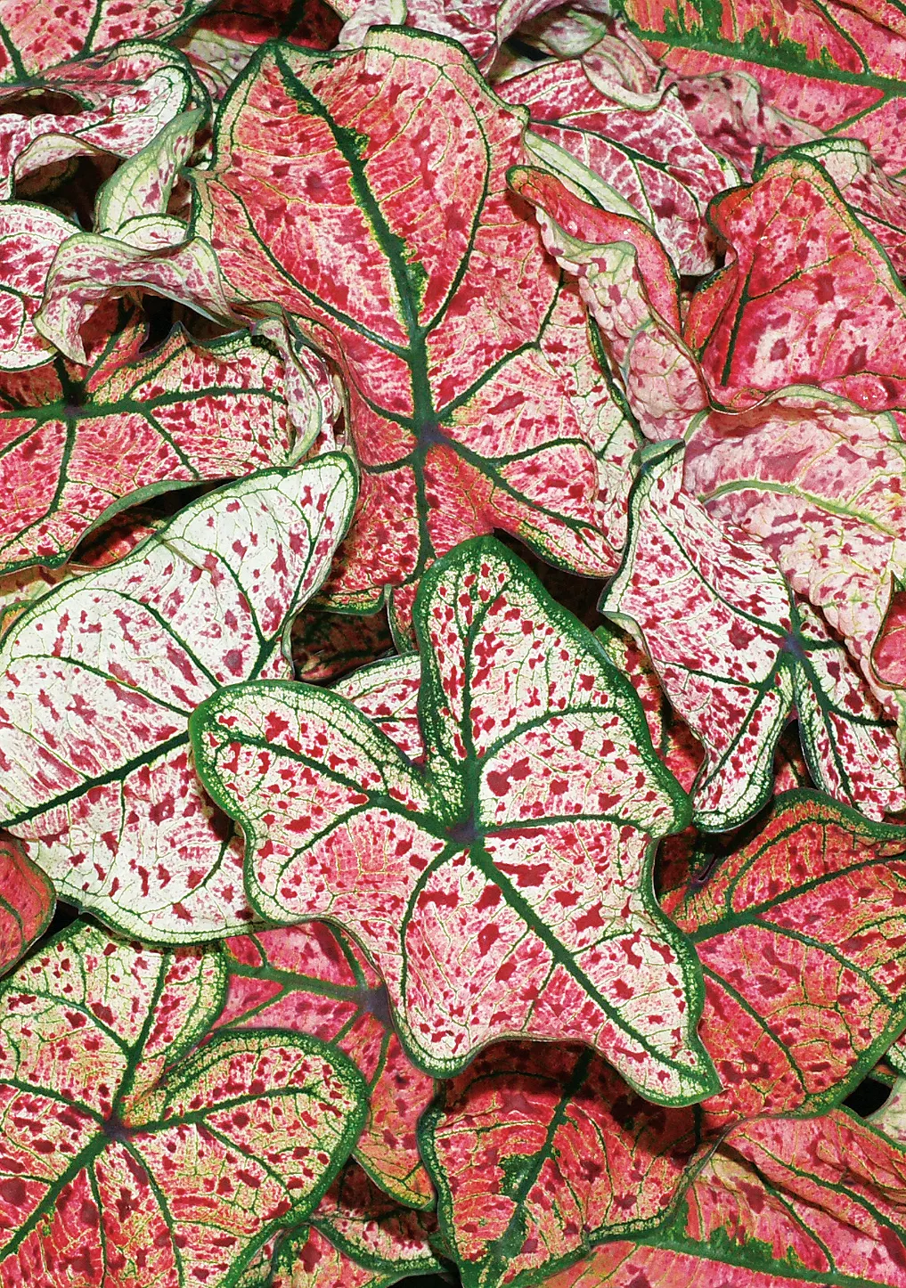 Splash of Wine Shade Caladium (Caladium hortulanum) — is a fancy-leaf annual grown for foliage that feels both painterly and lush in the shade garden