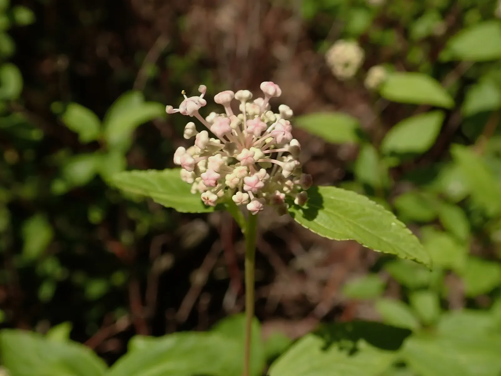 New Jersey Tea (Ceanothus Americanus) — fragrant white flowers blooming in May-July