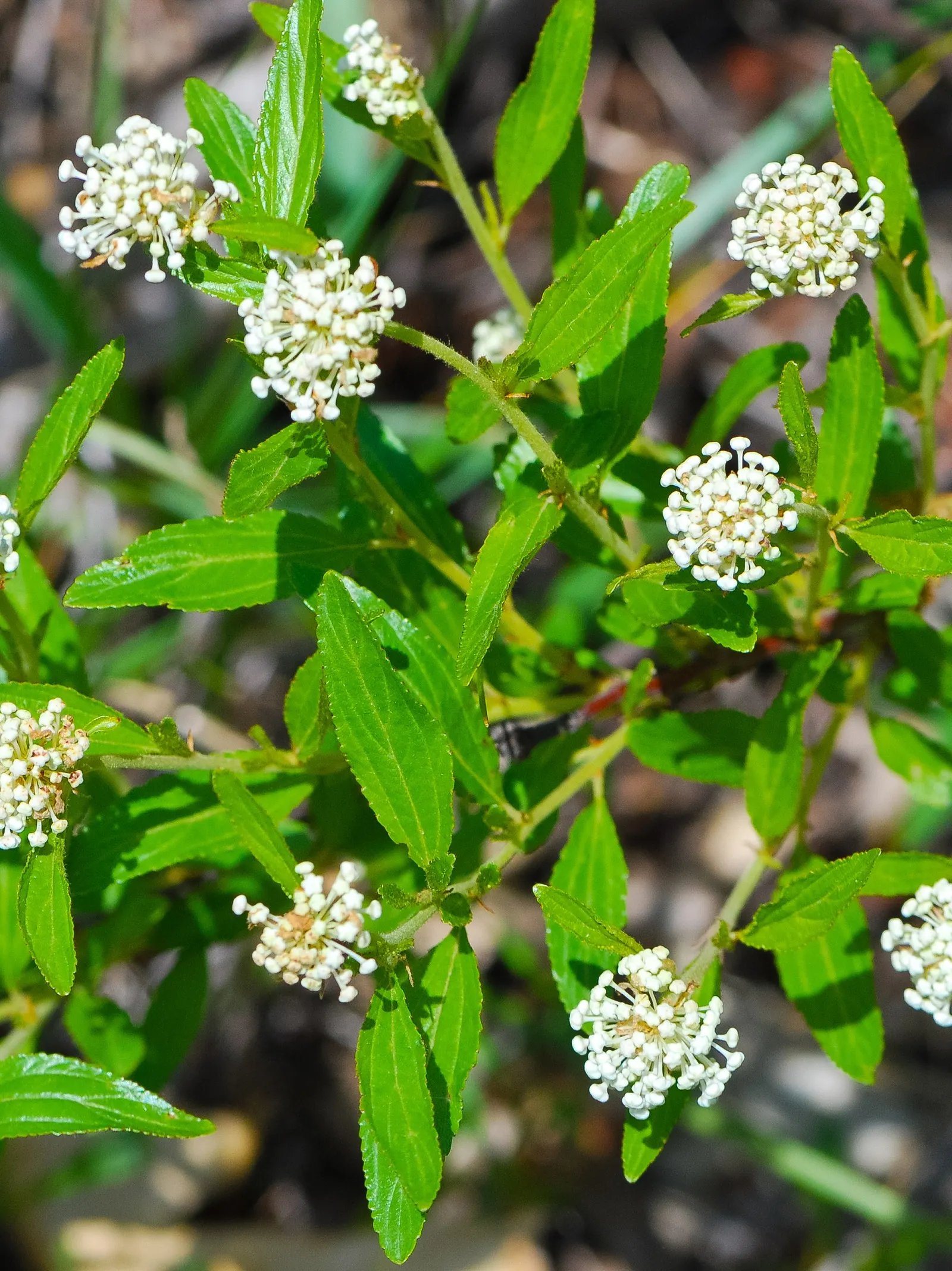 New Jersey Tea (Ceanothus Americanus) — Attracts butterflies and hummingbirds