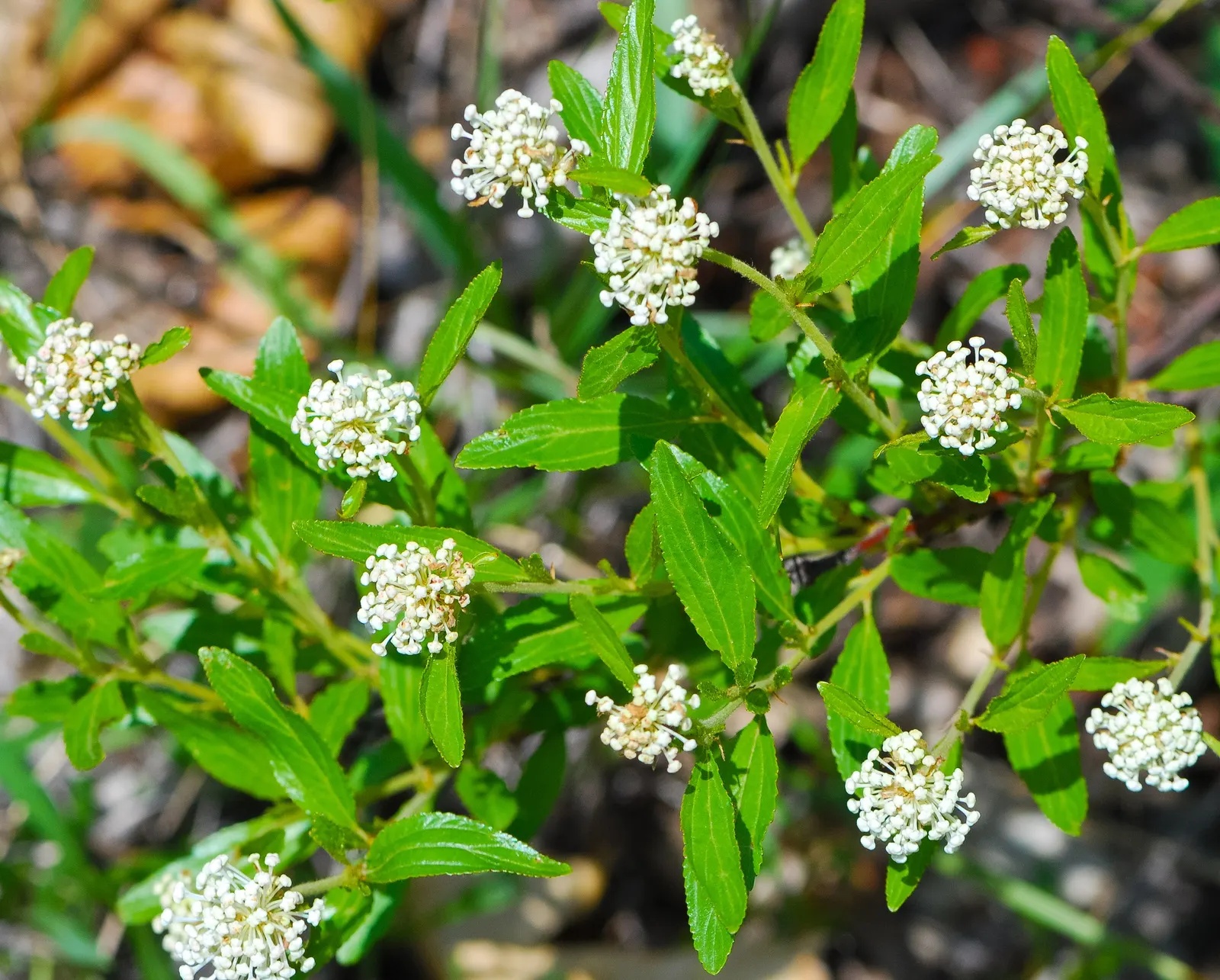 New Jersey Tea (Ceanothus Americanus) — scientifically known as Ceanothus americanus
