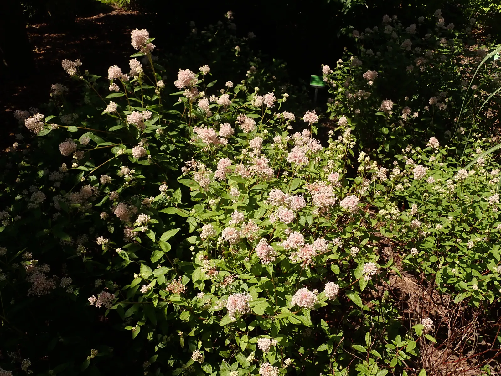 New Jersey Tea (Ceanothus Americanus) — A compact grower, it reaches 3 ft in height and spreads 3-5 ft wide