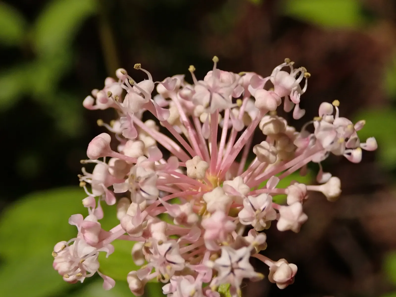 New Jersey Tea (Ceanothus Americanus) — It thrives in full sun to part shade with dry to medium, well-drained soils