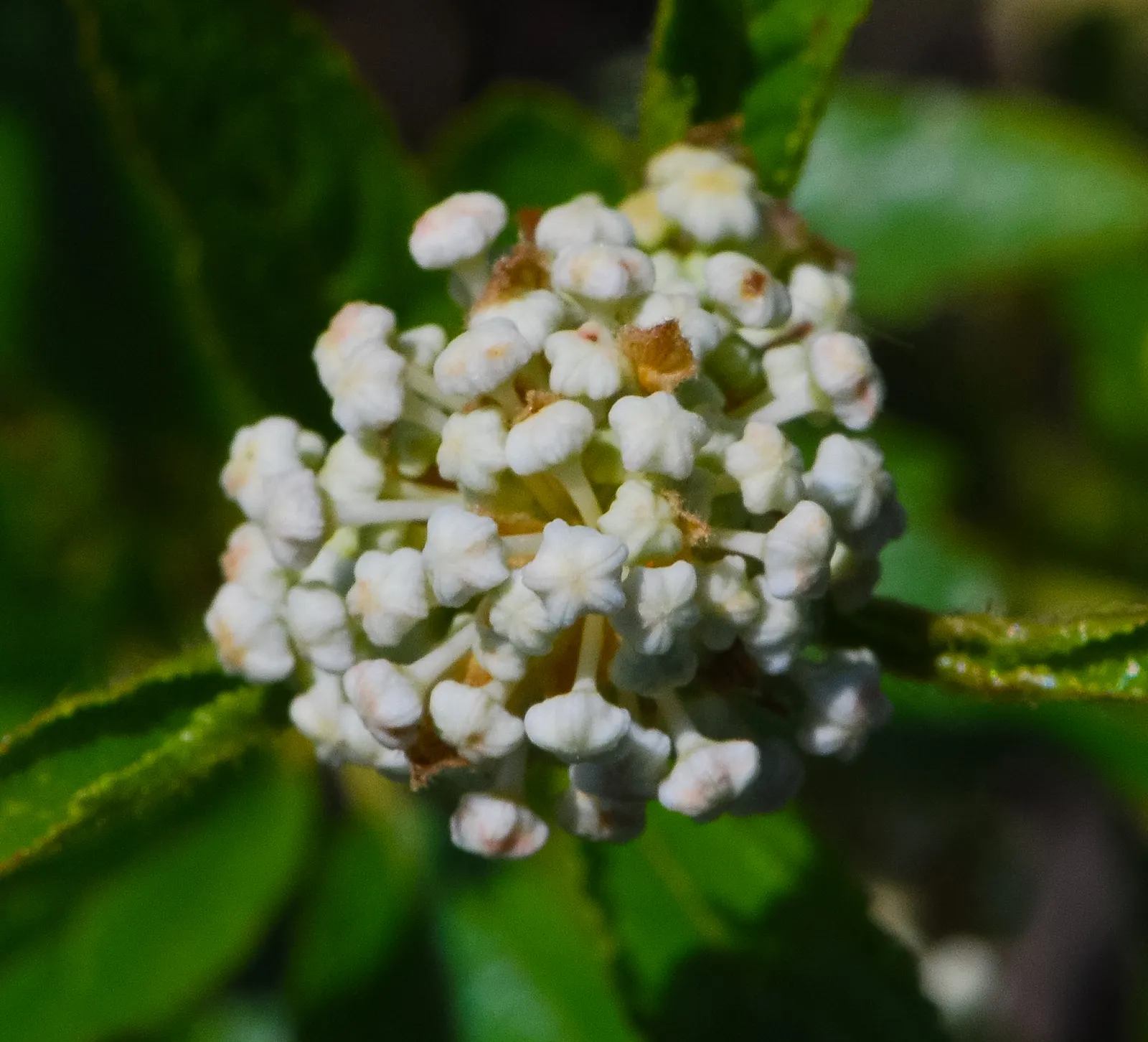 New Jersey Tea (Ceanothus Americanus) — Its low maintenance and drought tolerance make it ideal for xeriscaping and wildlife gardens
