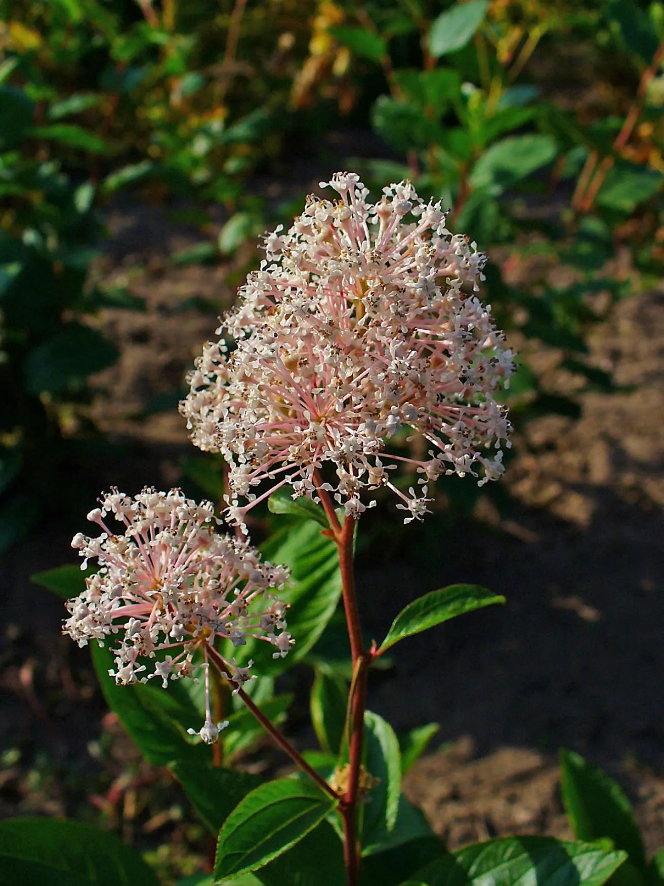 New Jersey Tea (Ceanothus Americanus) — green foliage and dense clusters of tiny